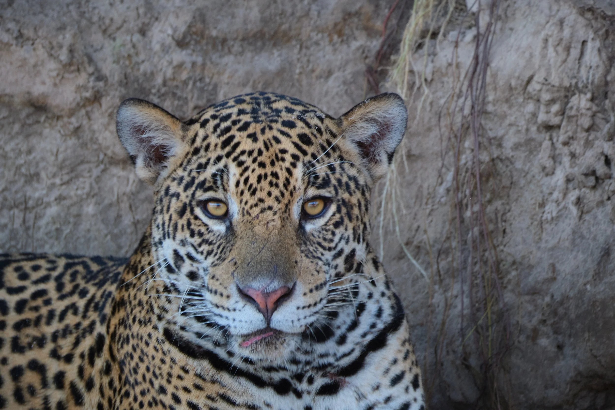  Another beautiful female, sitting for her portrait. 