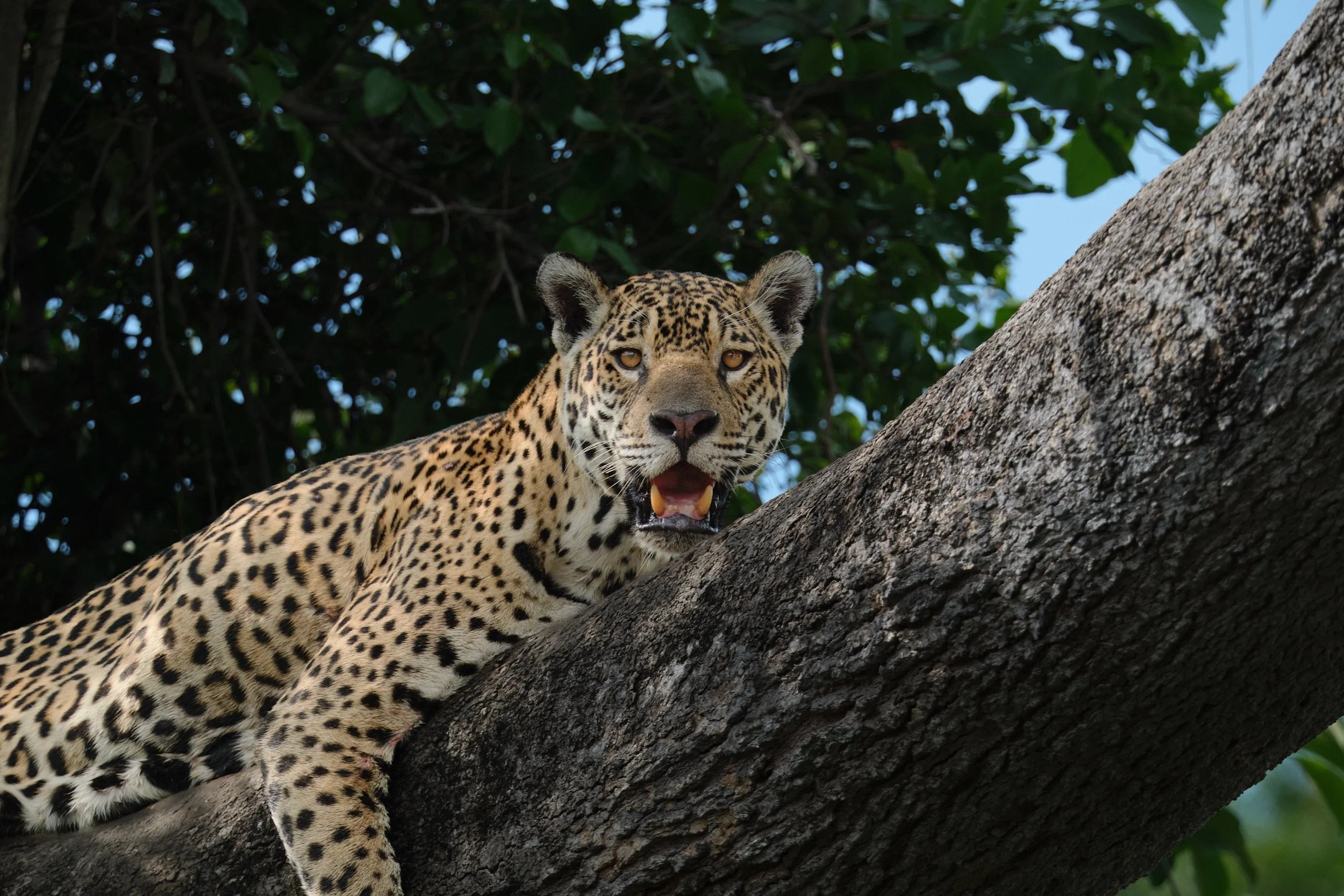  Another young female, in hopes of taking a cayman in the water below the branch. 