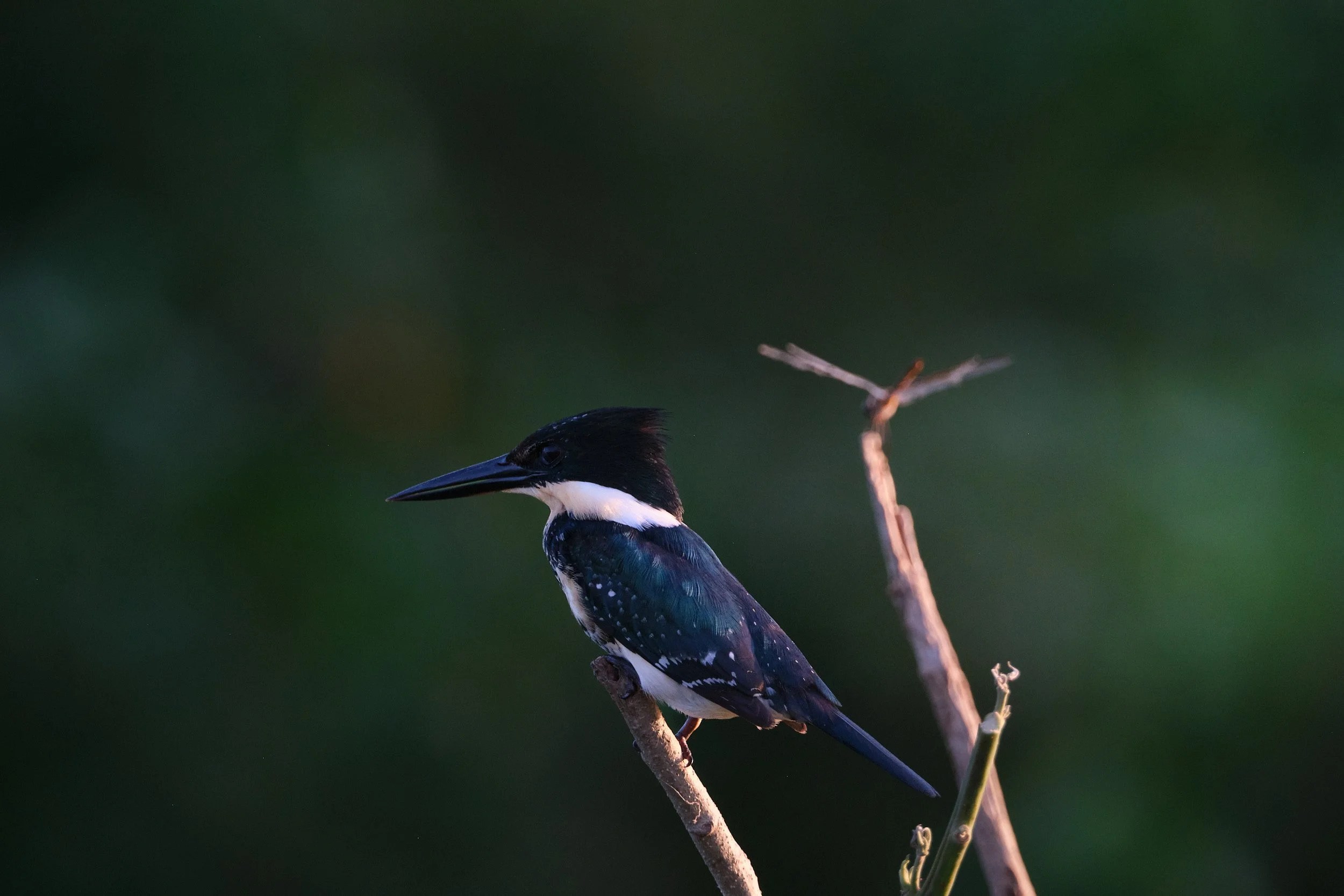  Amazon Kingfisher, one of my favourite bird families, with a dragonfly.  