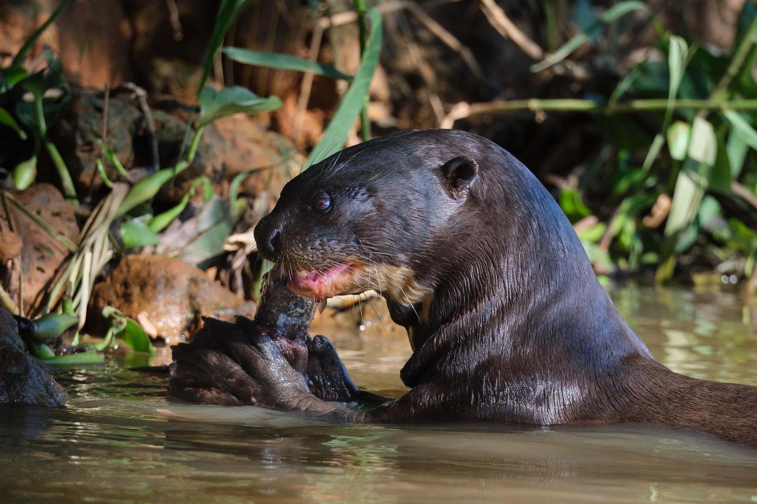  Otter and his meal 