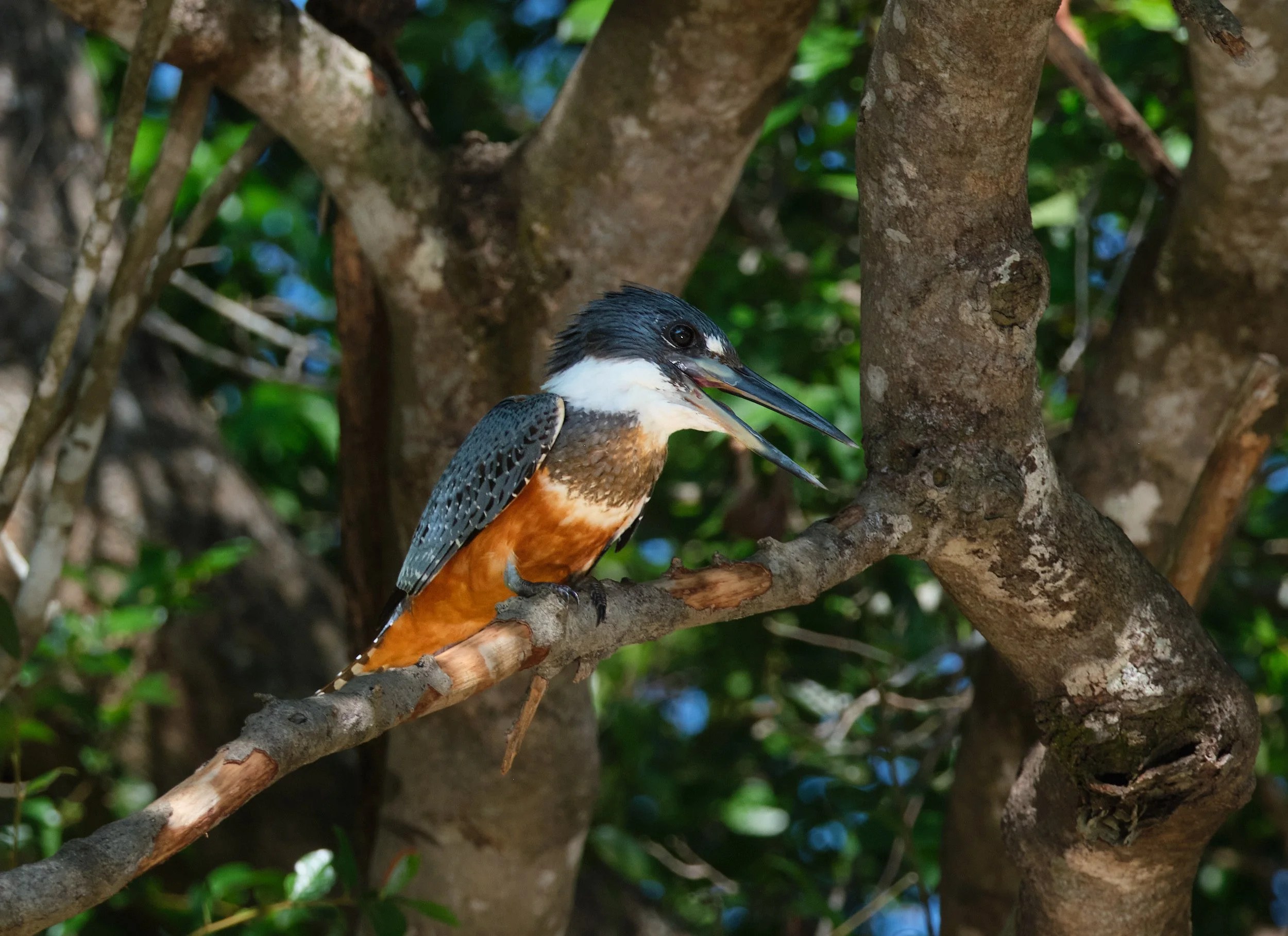  Ringed Kingfisher 