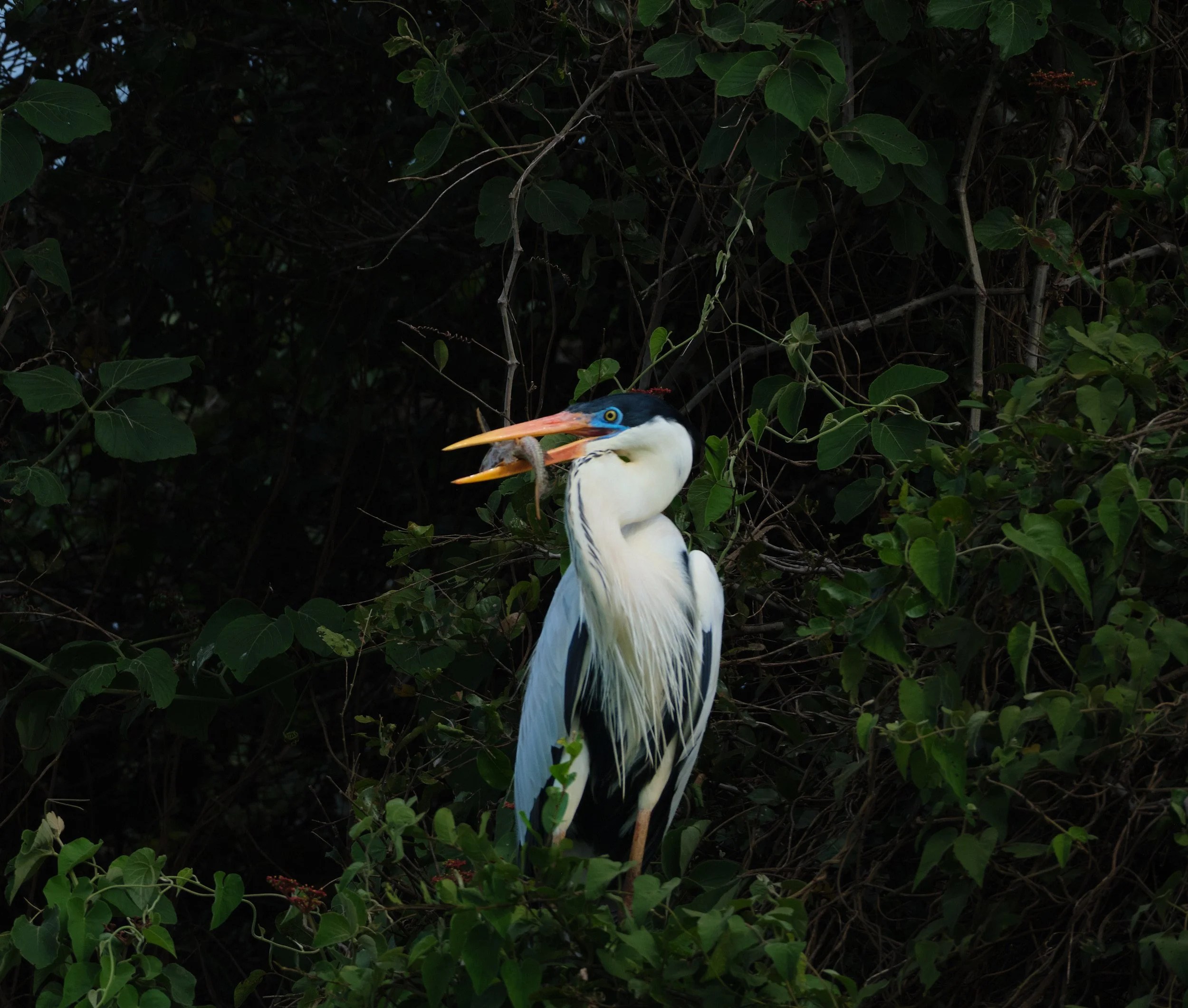  Cocoi Heron with a fish 