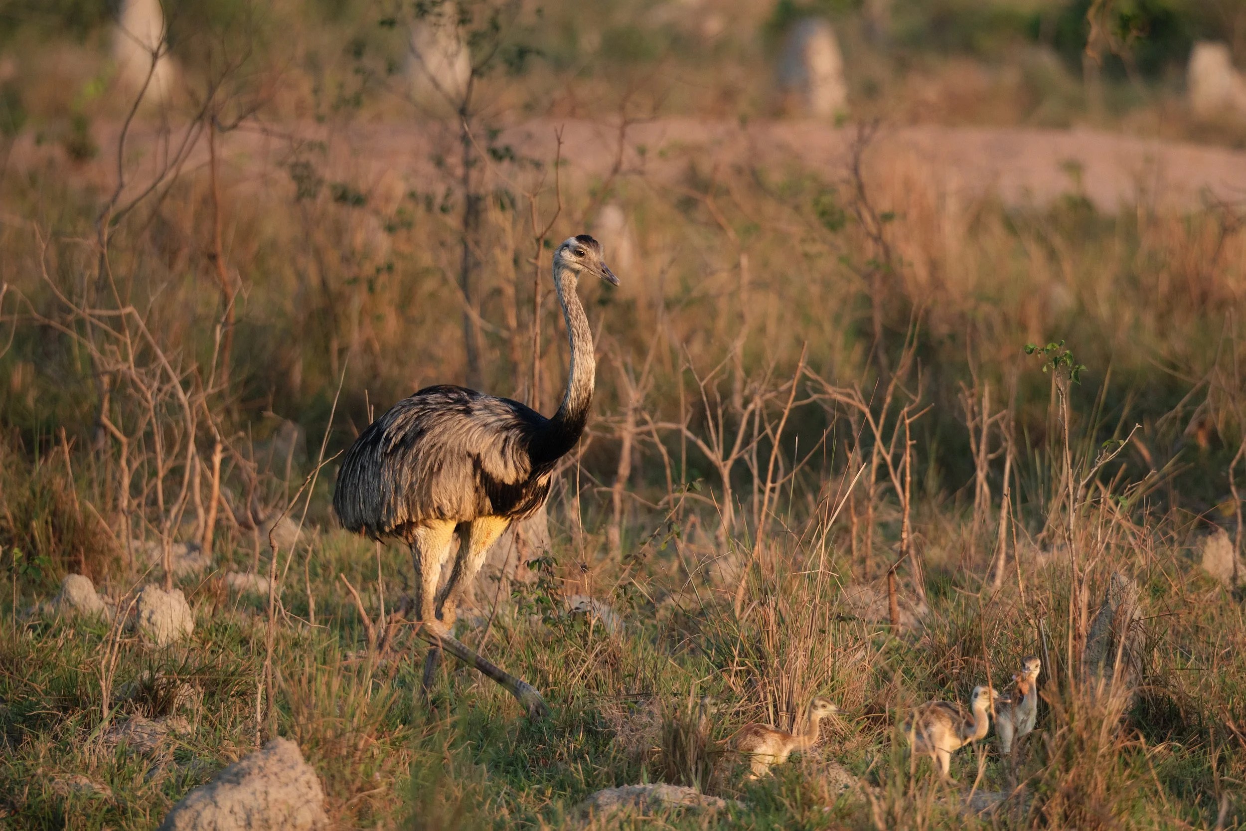  Male Rhea, whose job it is to care for the chicks, with the 3 who made it into the picture, of the 12 under his care.. 