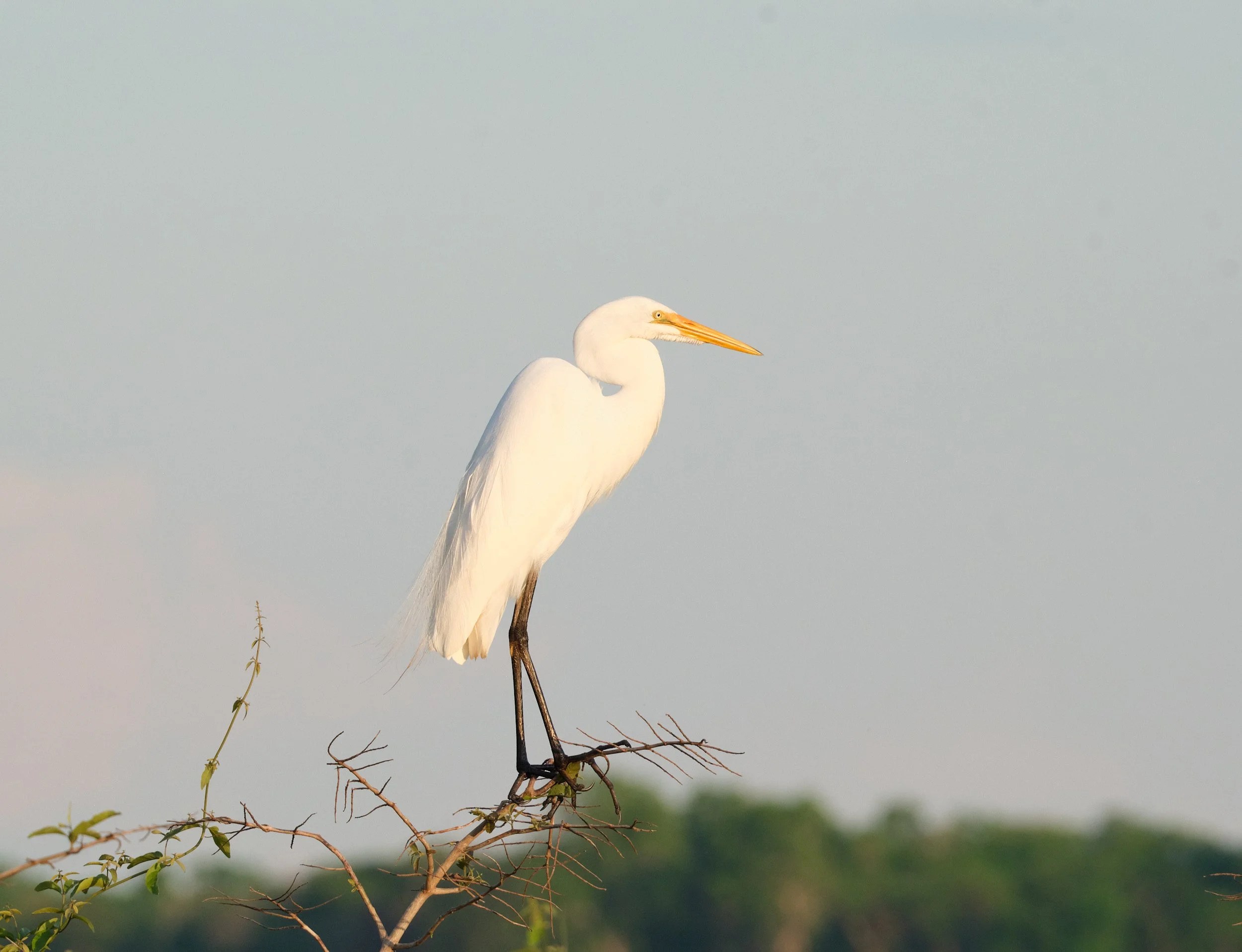  Great Egret. One of the most ubiquitous bird species, egrets found on every continent except Antarctica. Nonetheless, a beautiful and stately example of the most handsome of the species. 