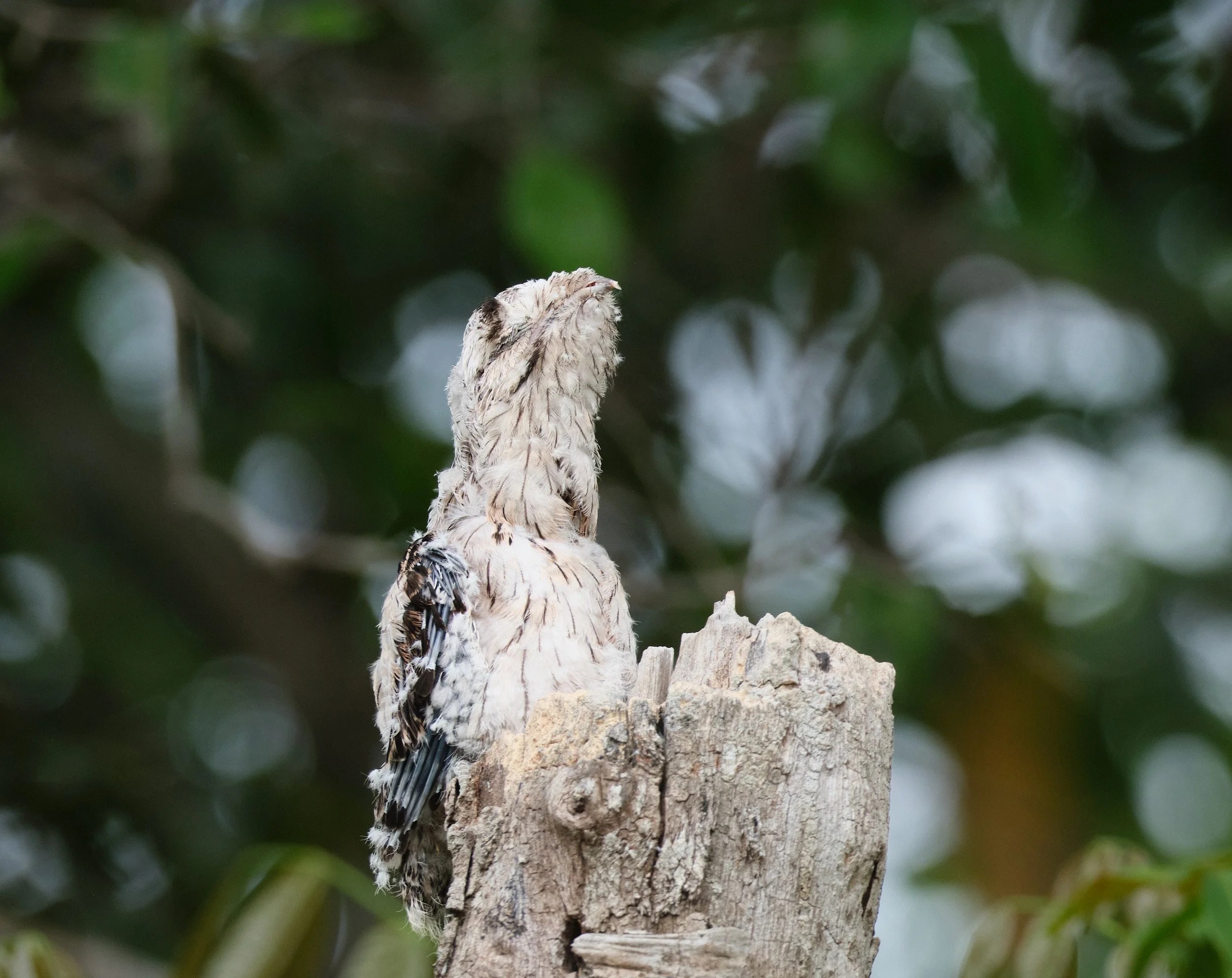  A juvenile Lesser Potoo, also and not surprisingly, hoping that the world thinks he’s a tree stump 