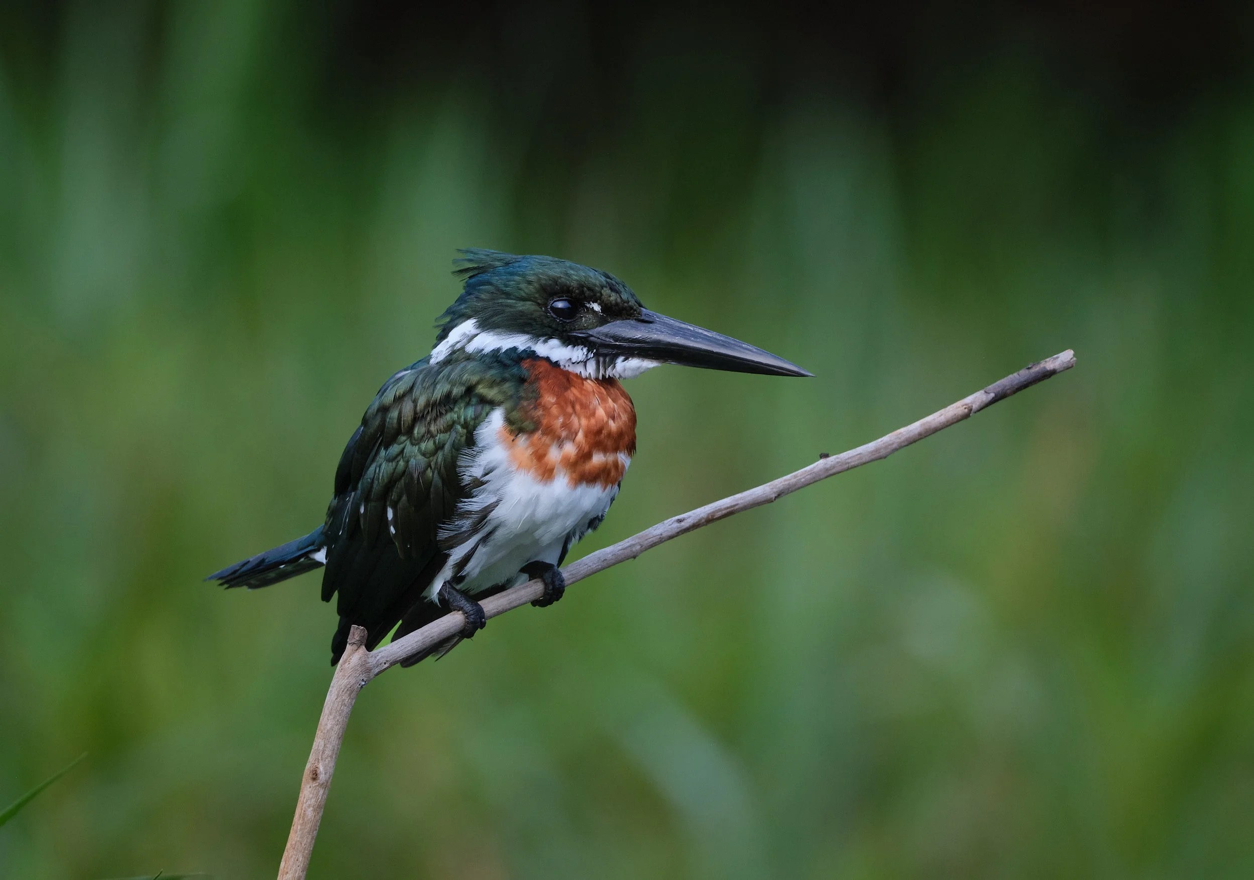  Amazon Kingfisher 