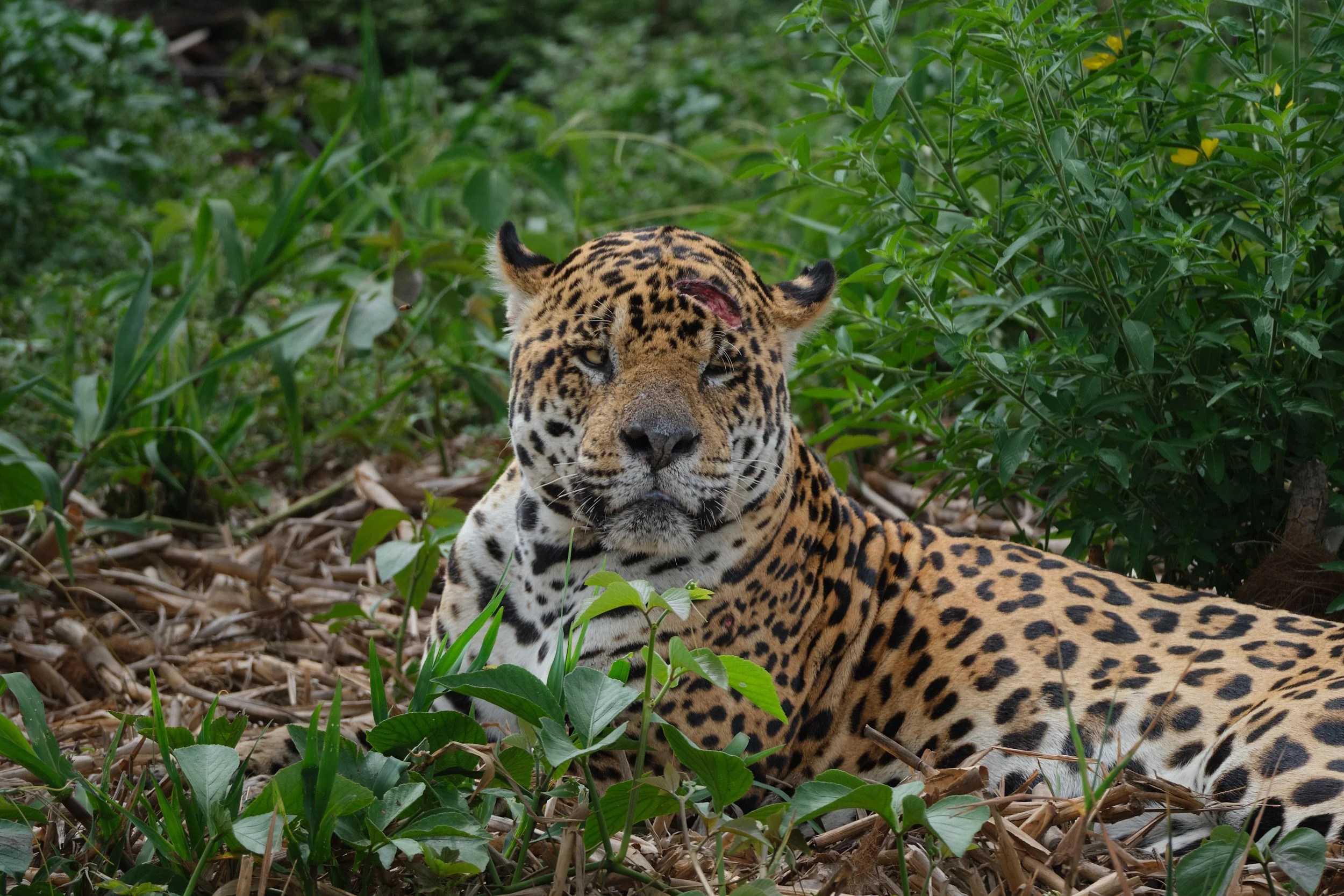  Older male displaying the effects of a territorial dispute. 