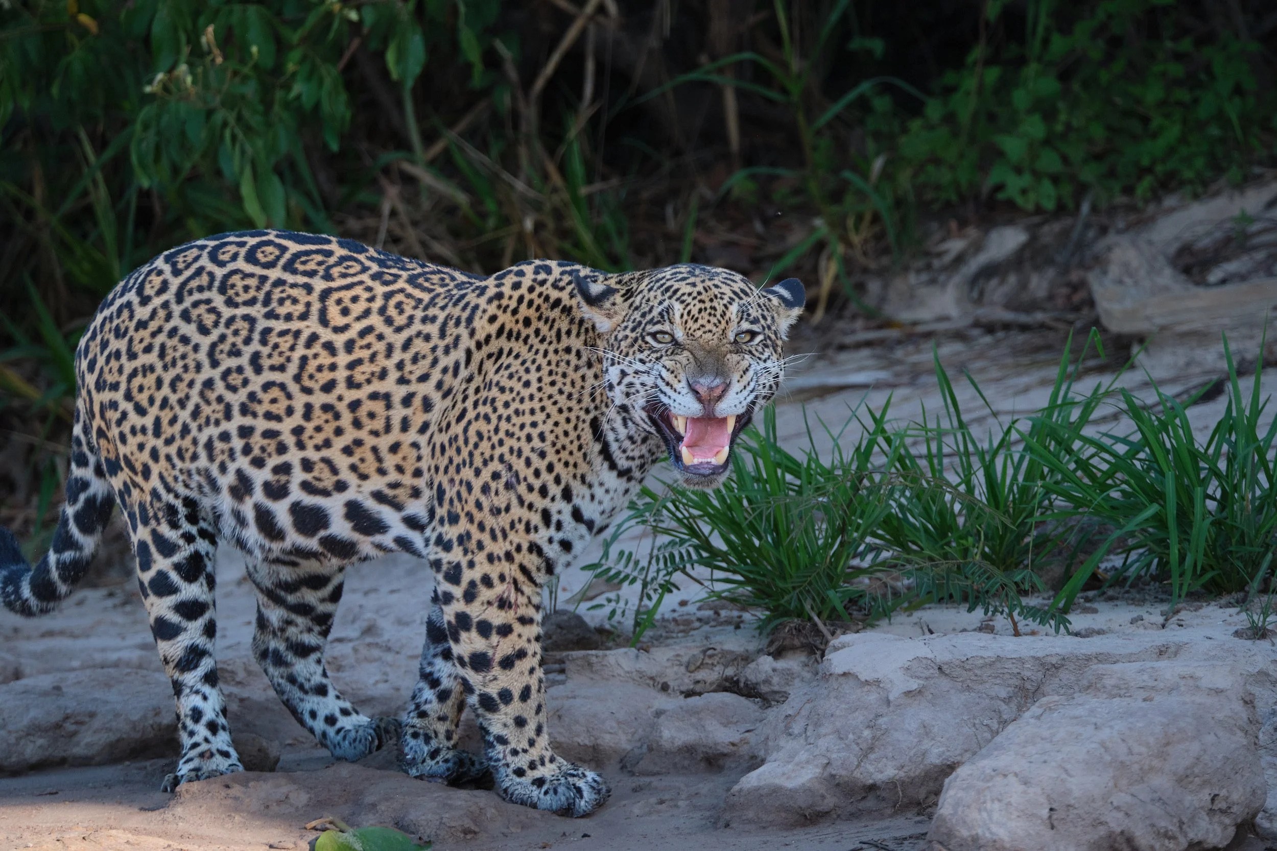  She is now exhibiting the Flehman Response. This is a behaviour  in which an animal curls back its upper lip exposing its front teeth,  inhales with the nostrils usually closed, and then often holds this  position for several seconds. It is usually performed over a site or substance of particular interest to  the animal.  Flehmen is performed by a wide range of mammals, including ungulates and felines. The behaviour facilitates the transfer of pheromones and other scents into the vomeronasal organ (or Jacobson's organ) located above the roof of the mouth via a duct which exits just behind the front teeth of the animal.  