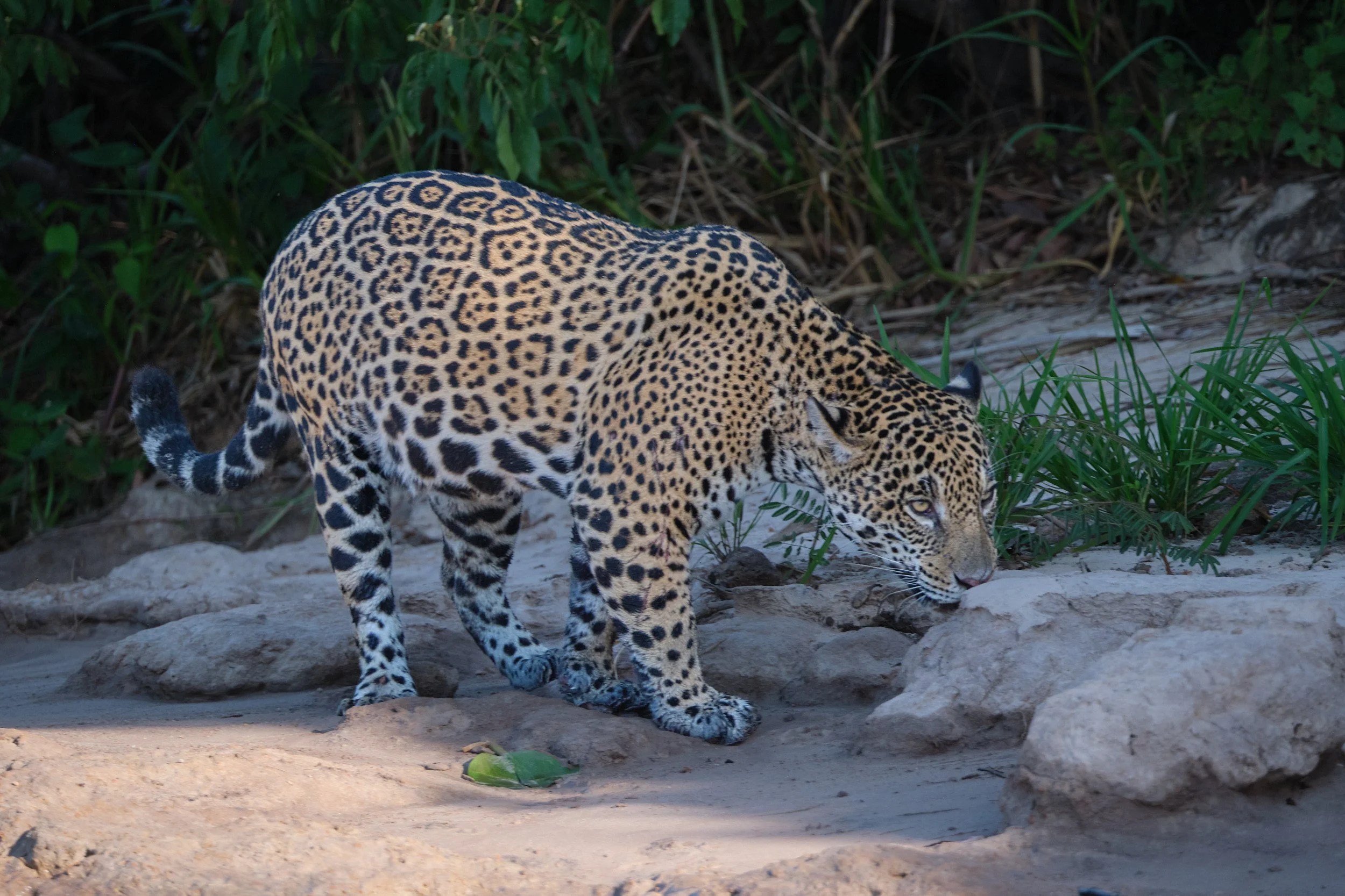 This young female is in the first stage of smelling the area for indicators of another cat who may have marked the territory 