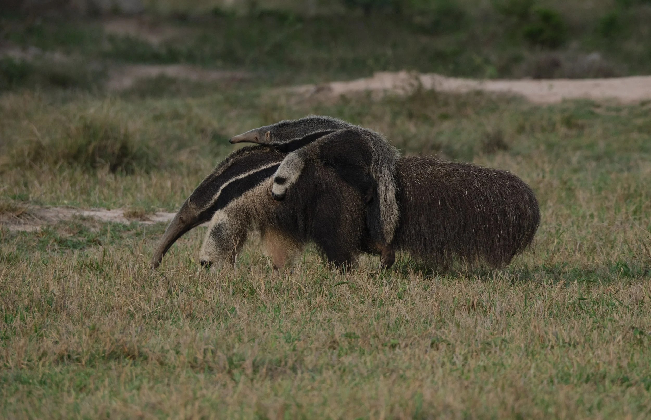  Giant Anteater mother carrying her babe on her back. 