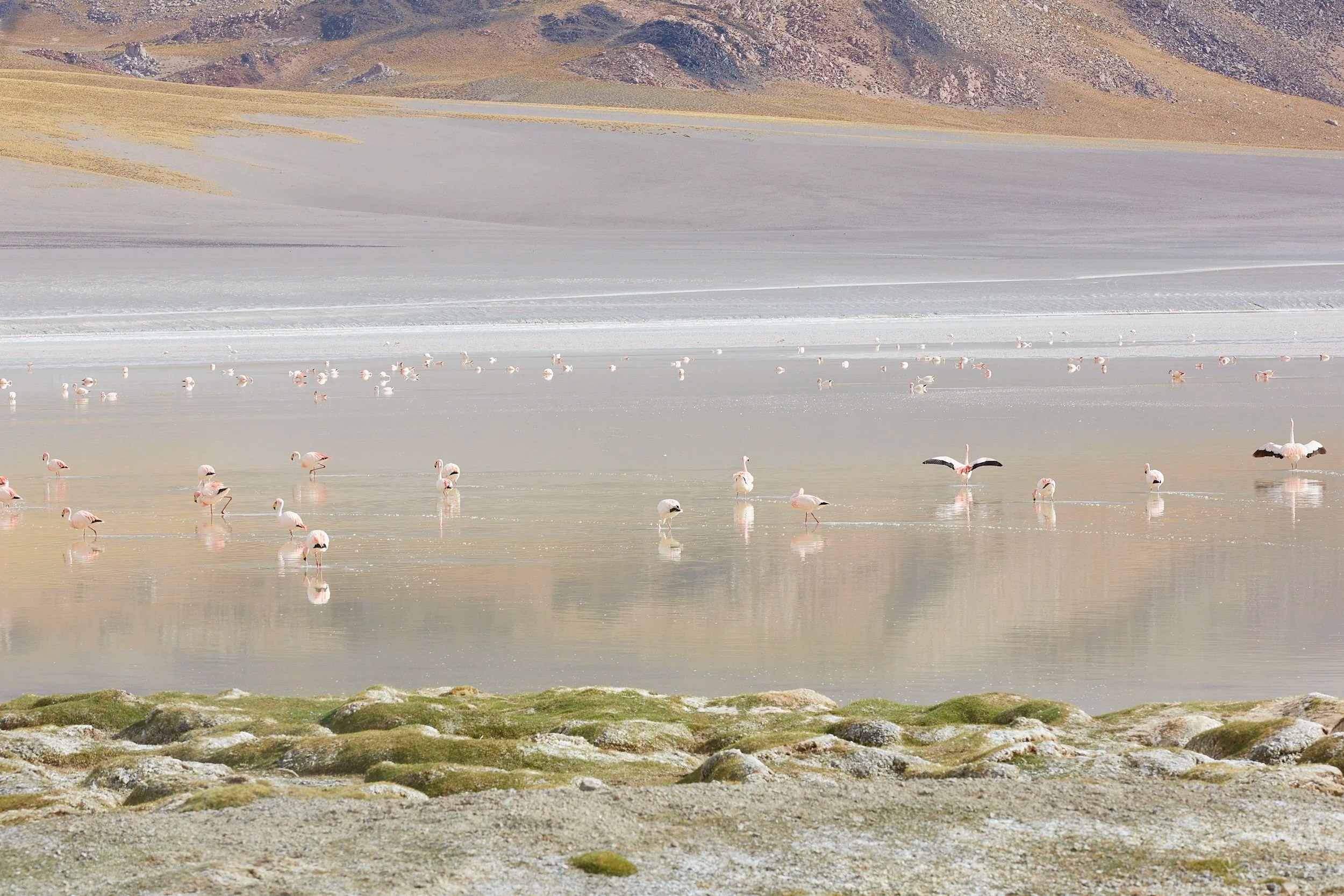 Salt Lake & Flamingos at 5000 metres, Puna, Argentian Andes