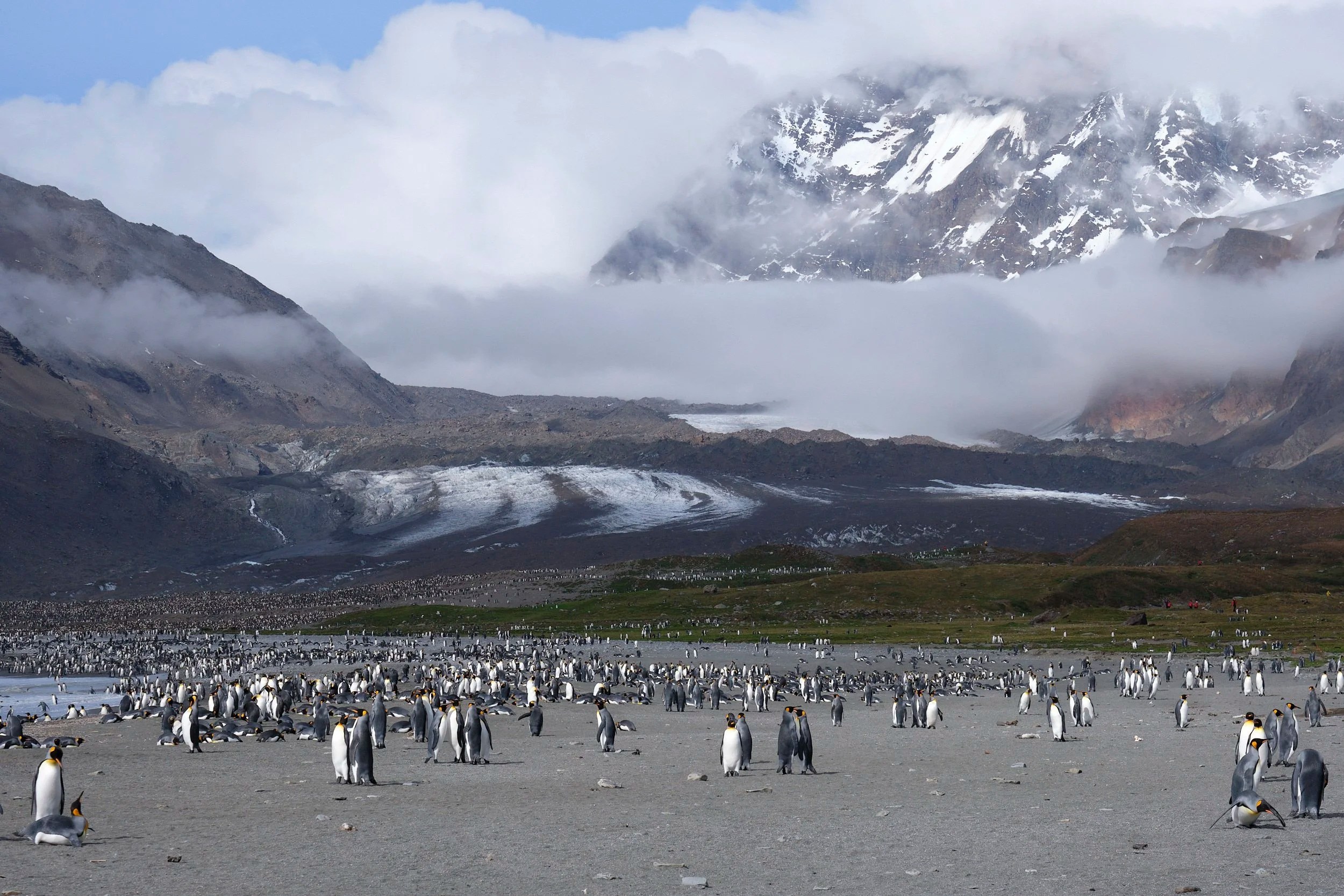 Landscape with Penguins, South Georgia Island