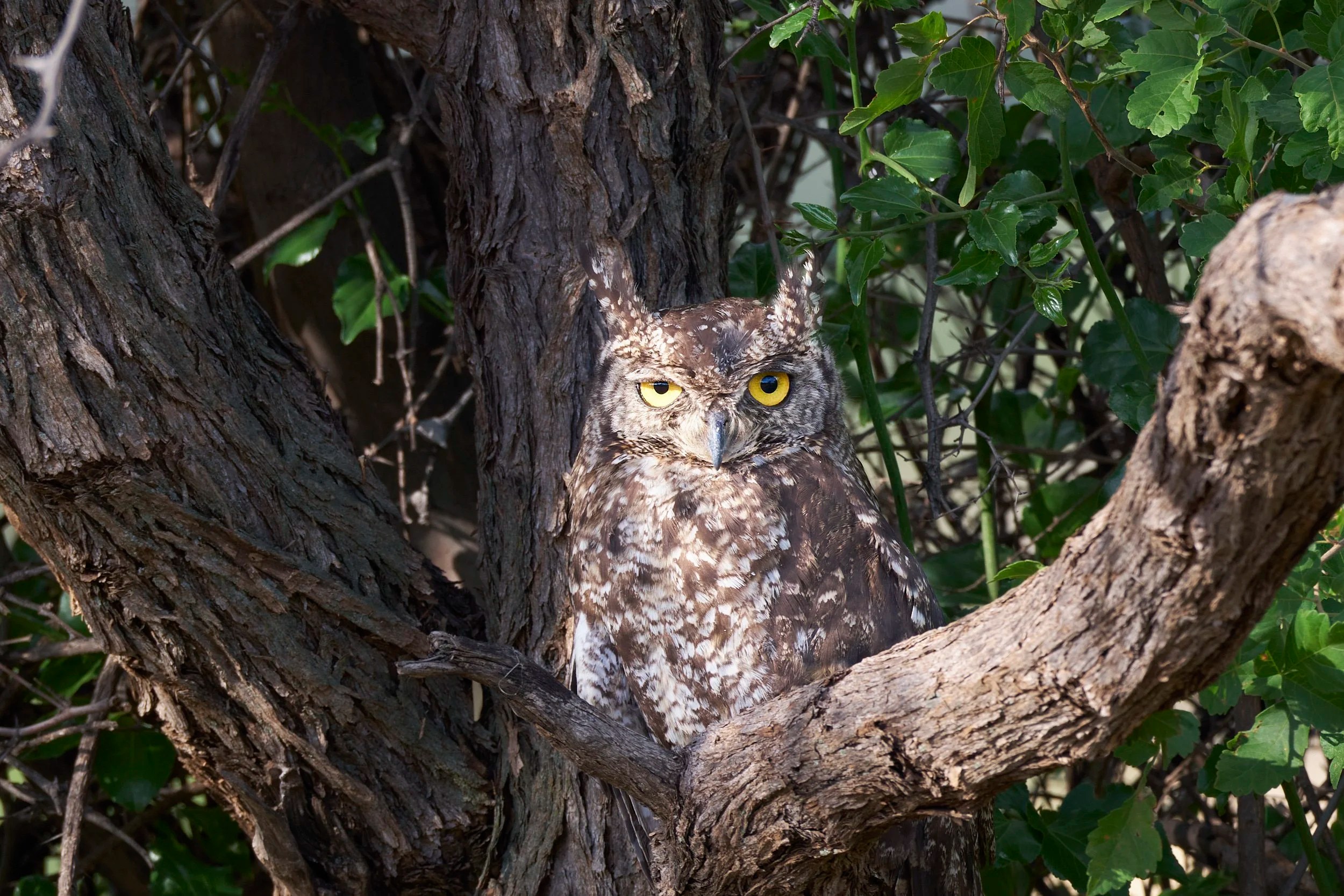Spotted Eagle Owl, Tswalu, South Africa