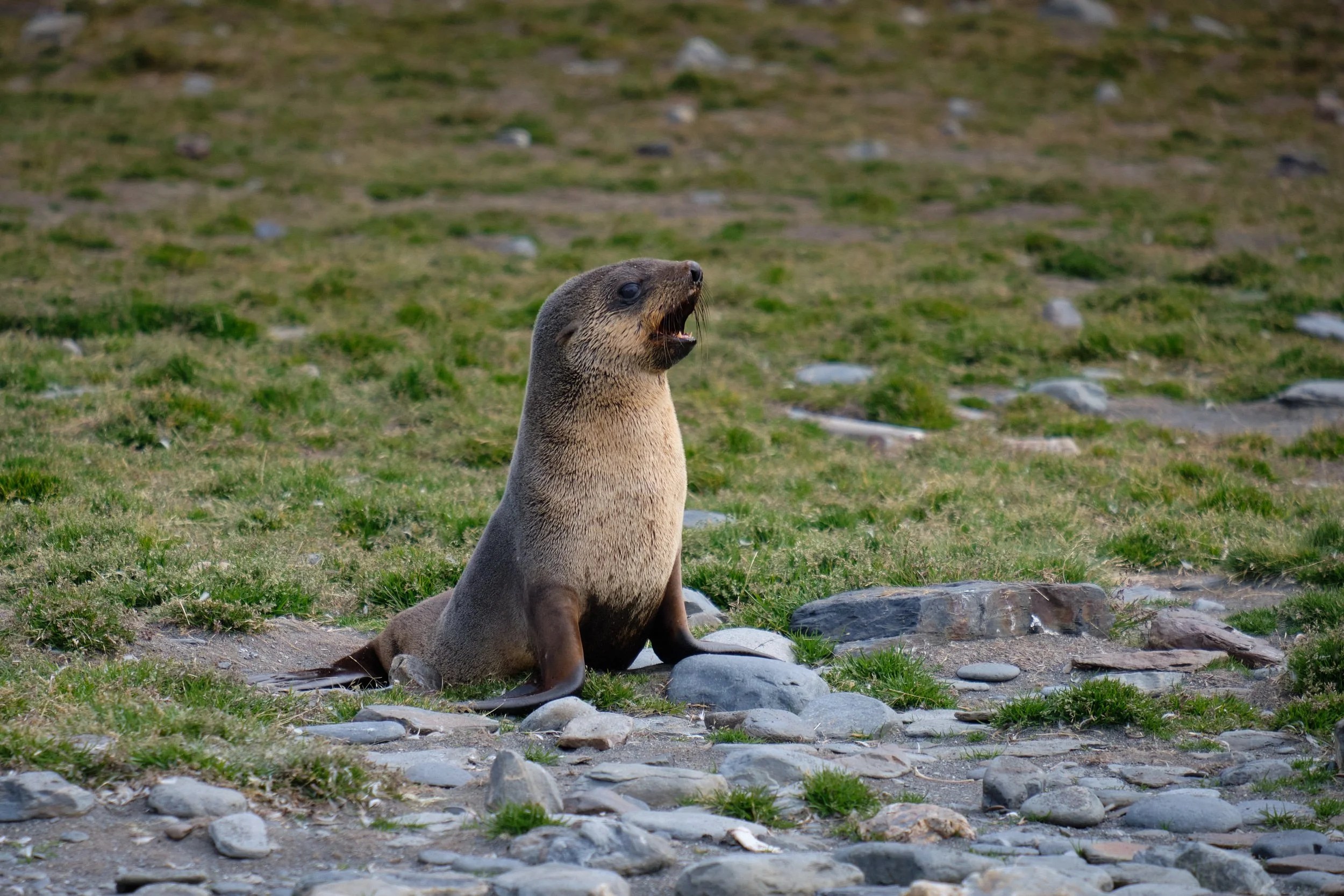 Juvenile Fur Seal, South Georgia