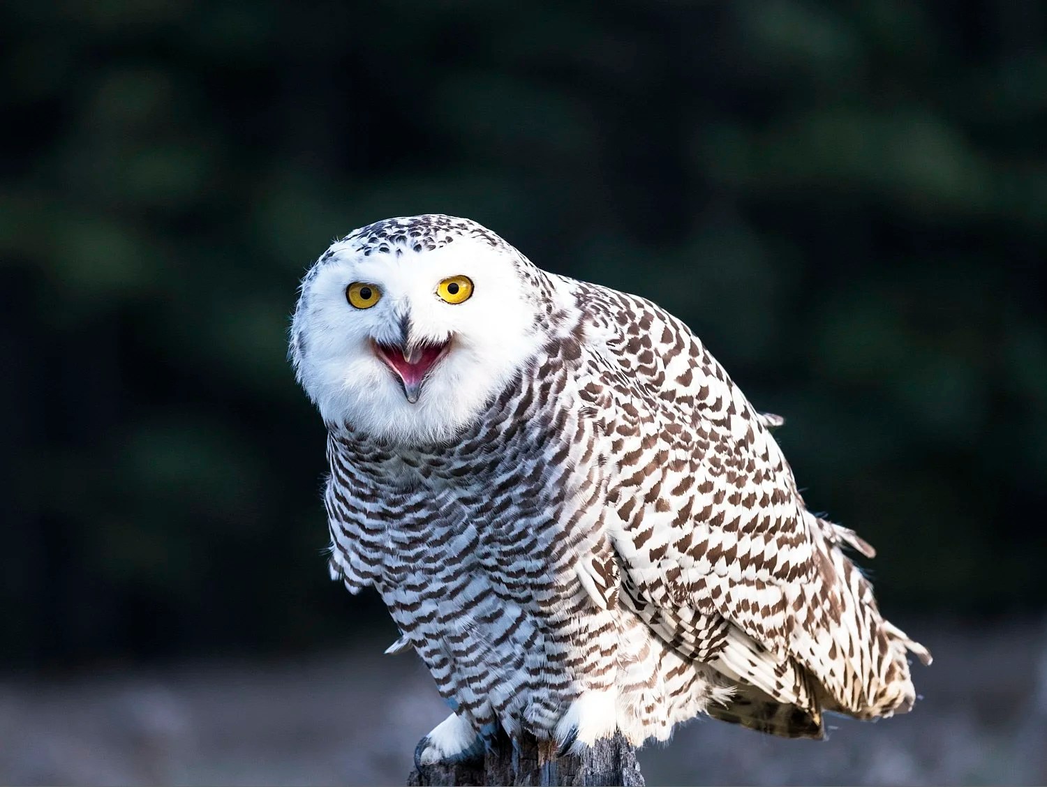 snowy owl facing.jpg