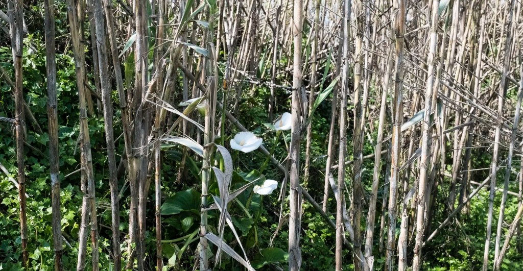 Camino – Day&nbsp;1