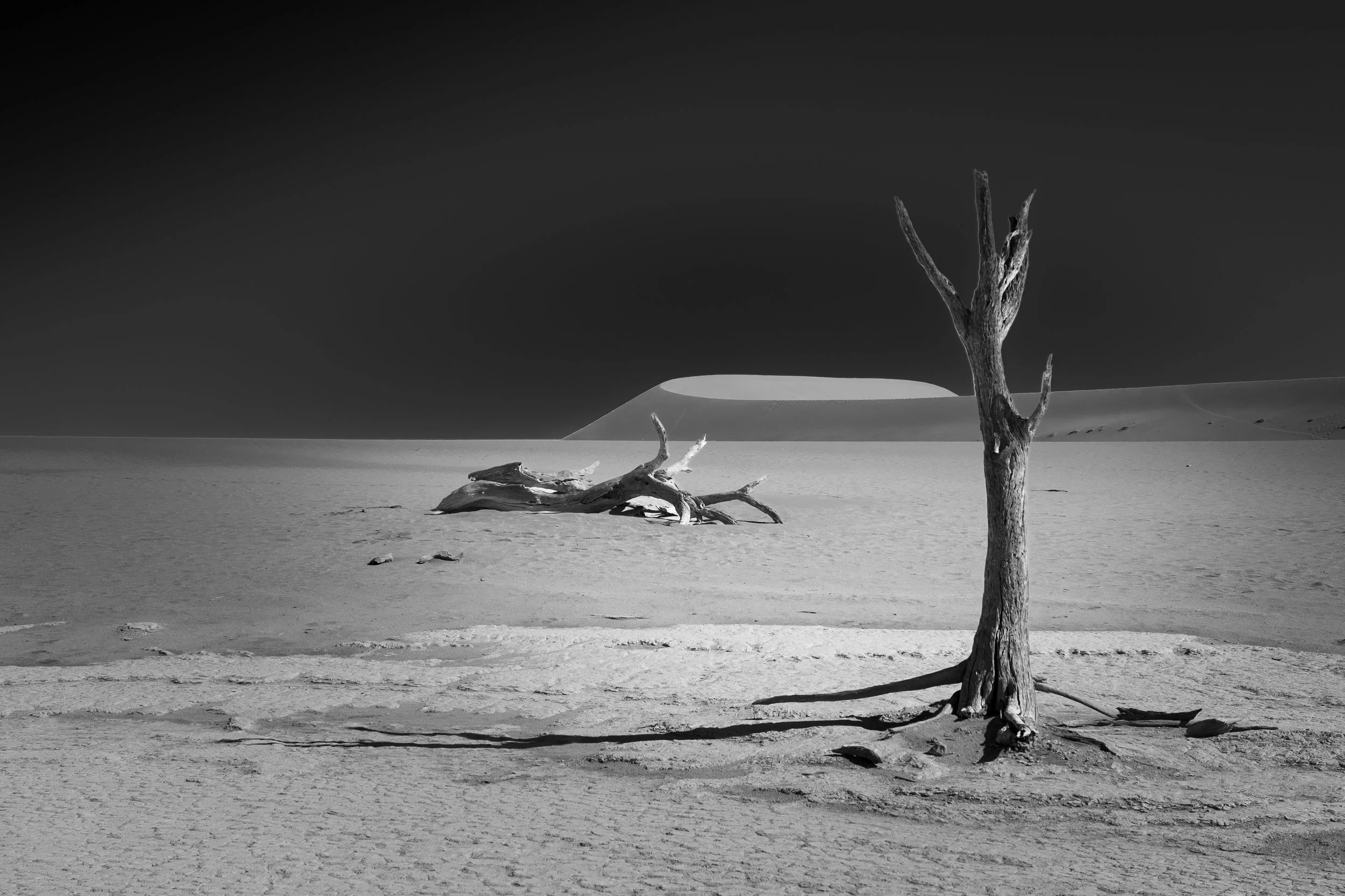 Namibia desert lone tree 2.jpg