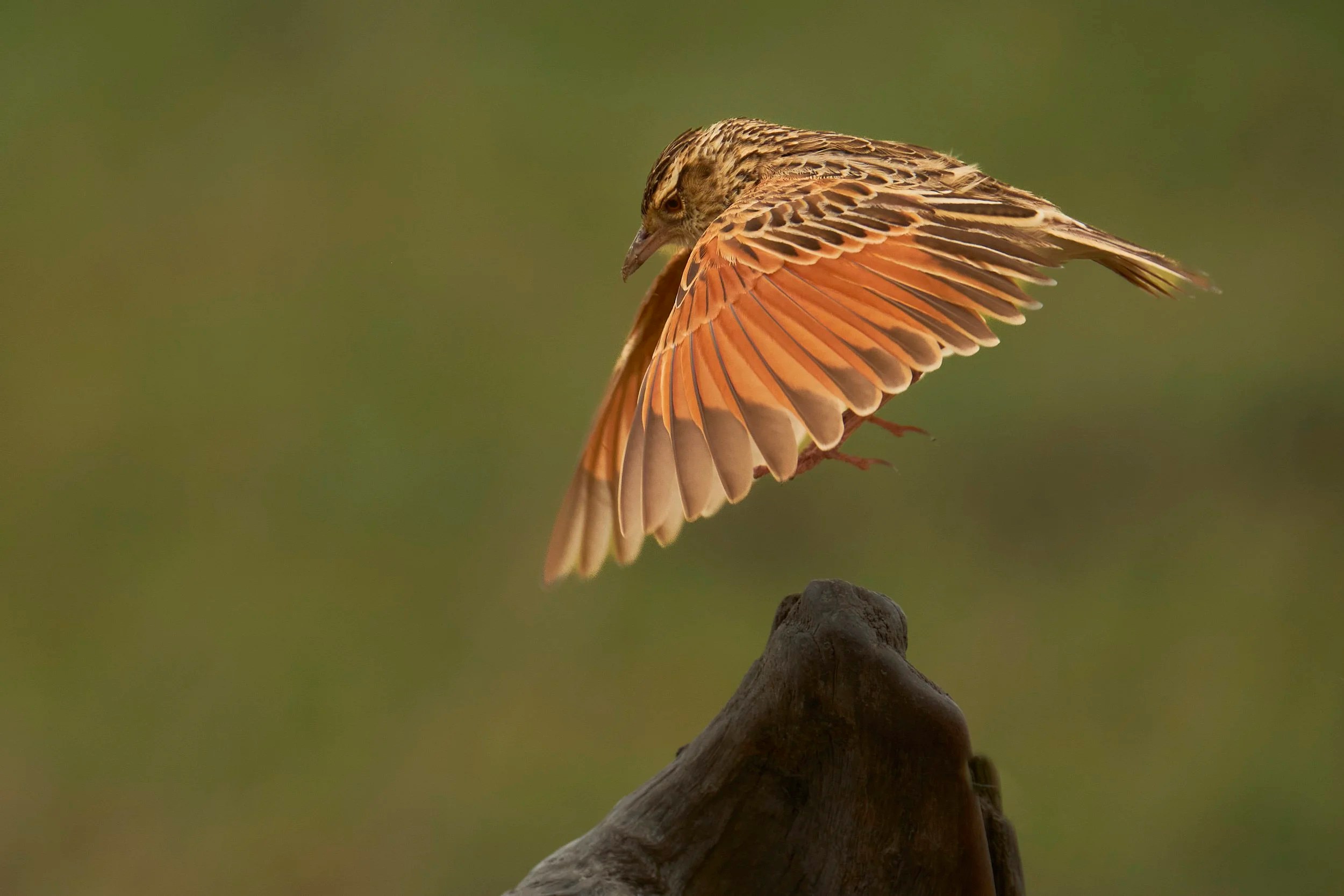 Meadow lark, Masai Mara, Kenya