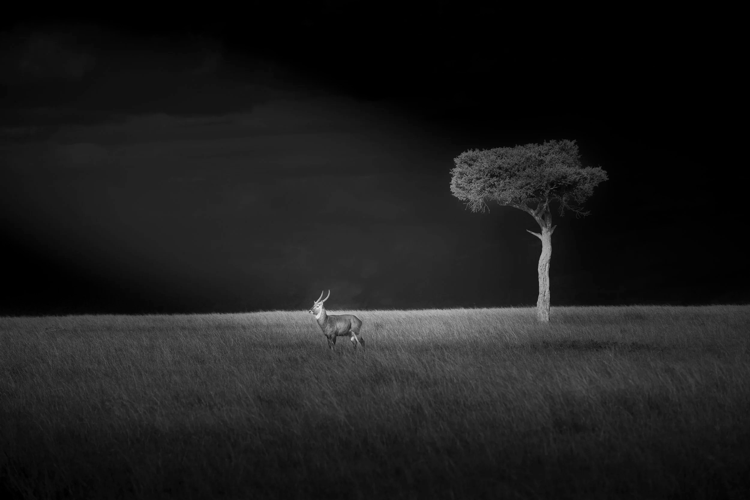 waterbuck and tree.jpg