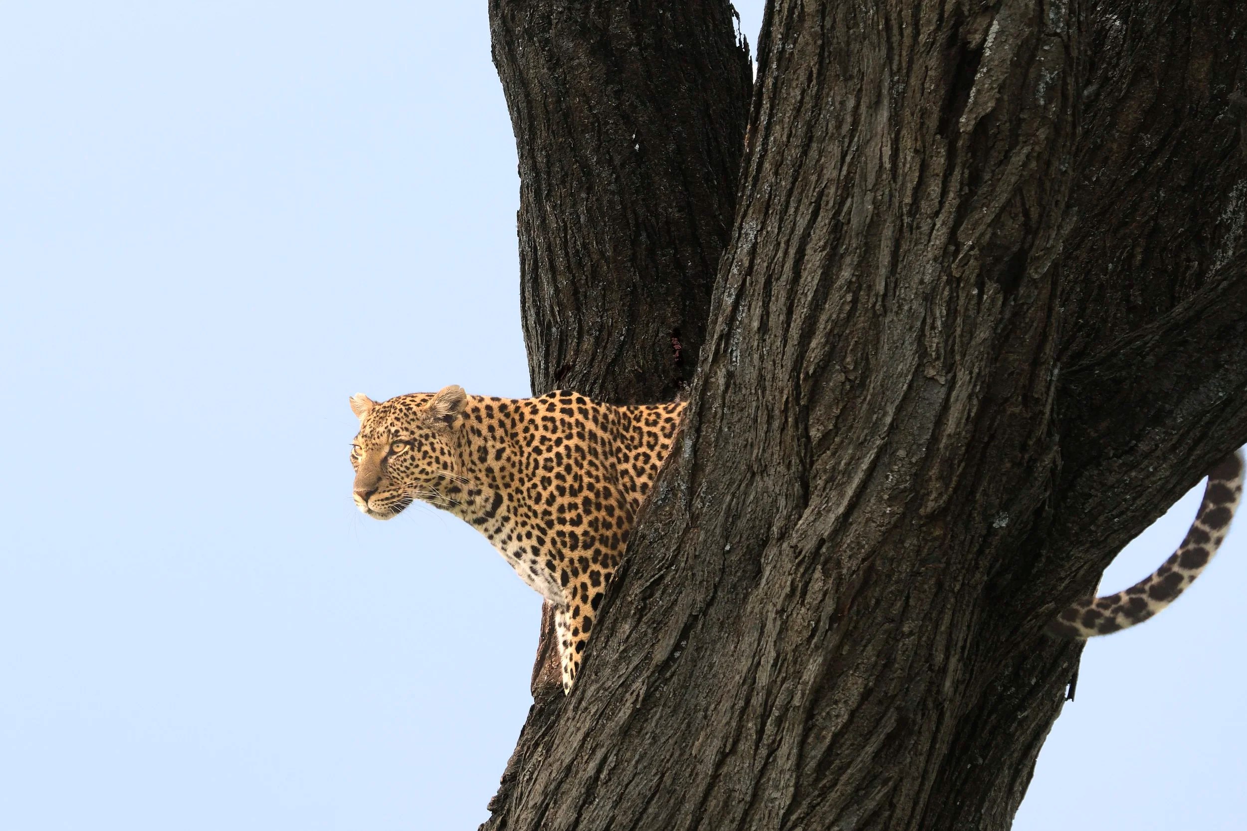 Leopard, Serengeti, Tanzania