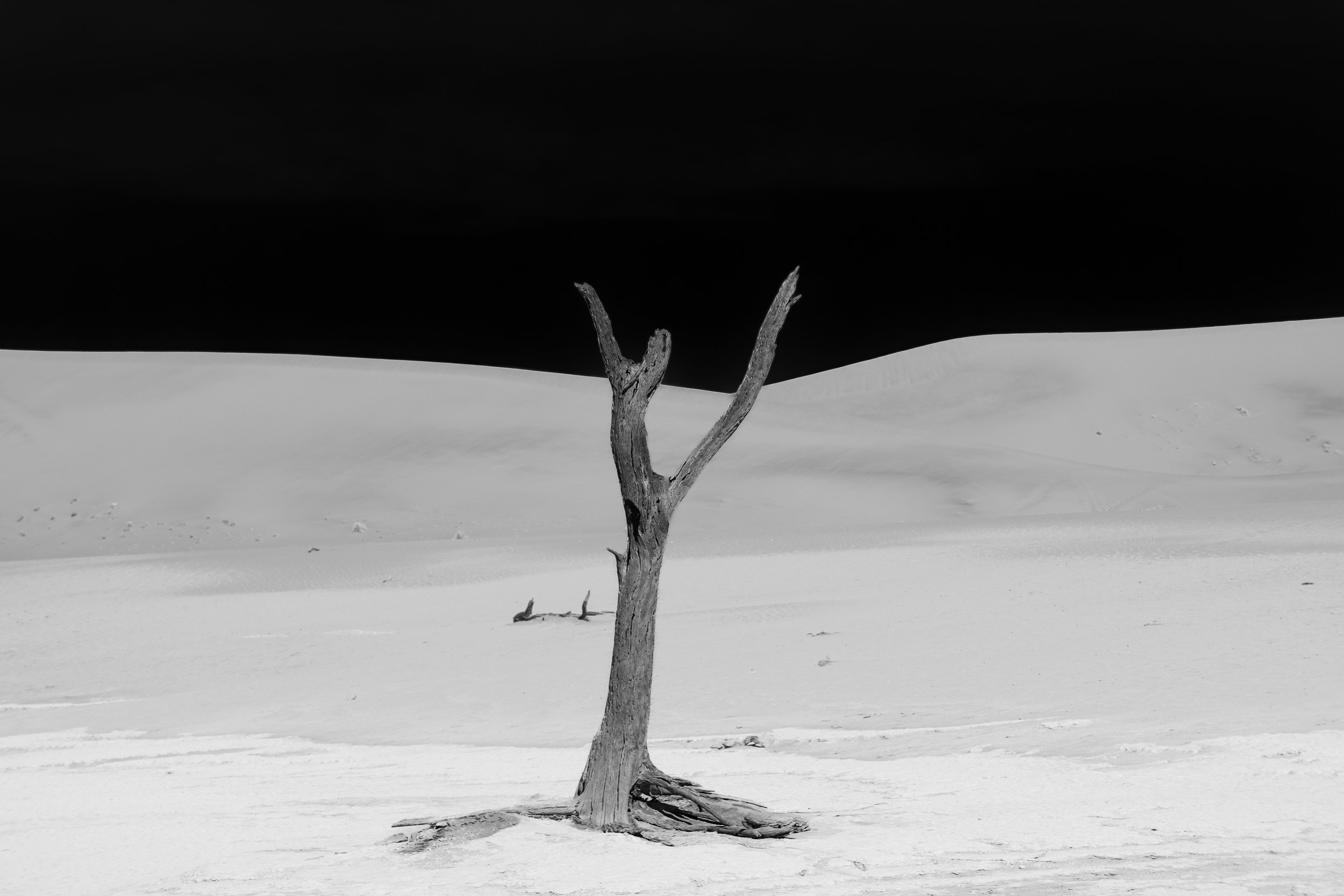 Namibia desert lone tree.jpg