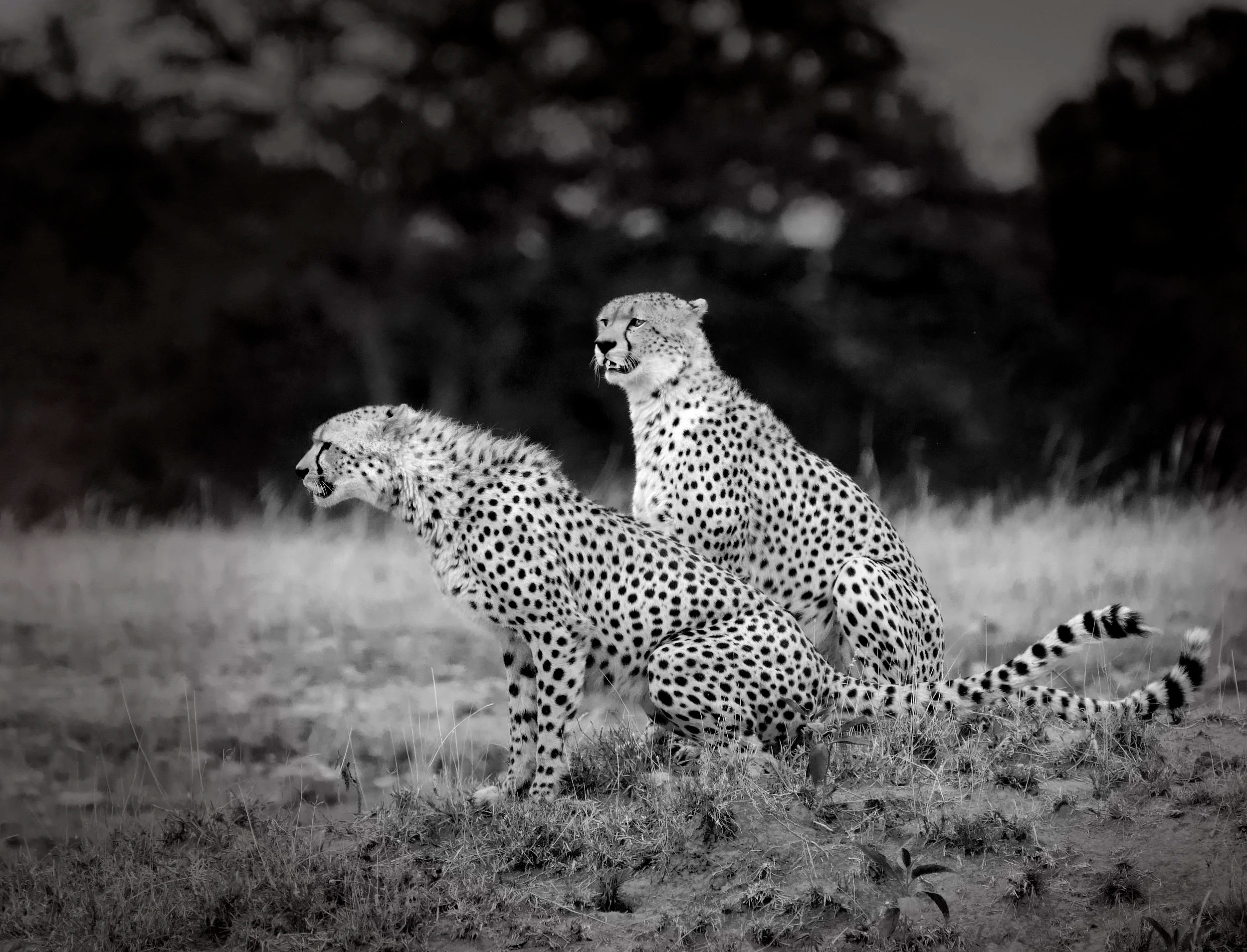 Young Male Cheetah Brothers, Masai Mara, Kenya
