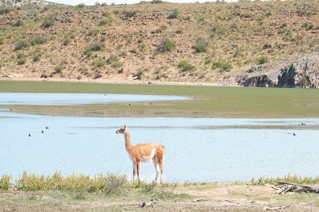 Isla Leones, Patagonia – November 23,&nbsp;2024