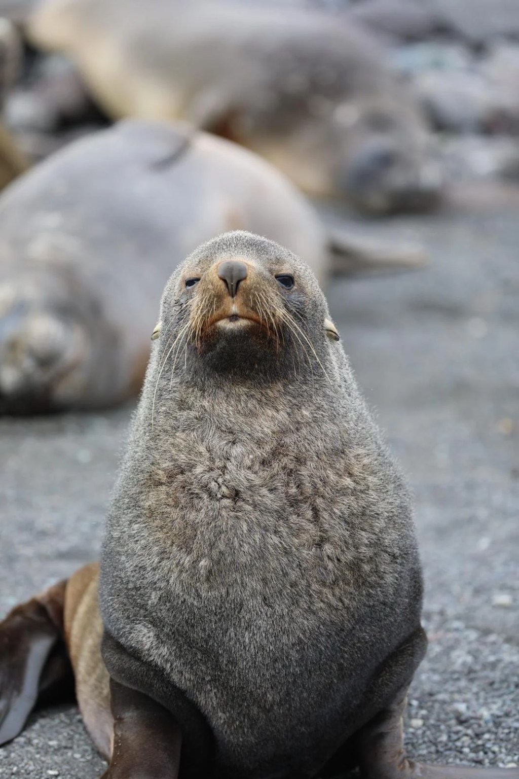 South Georgia Island – Tuesday, March&nbsp;1