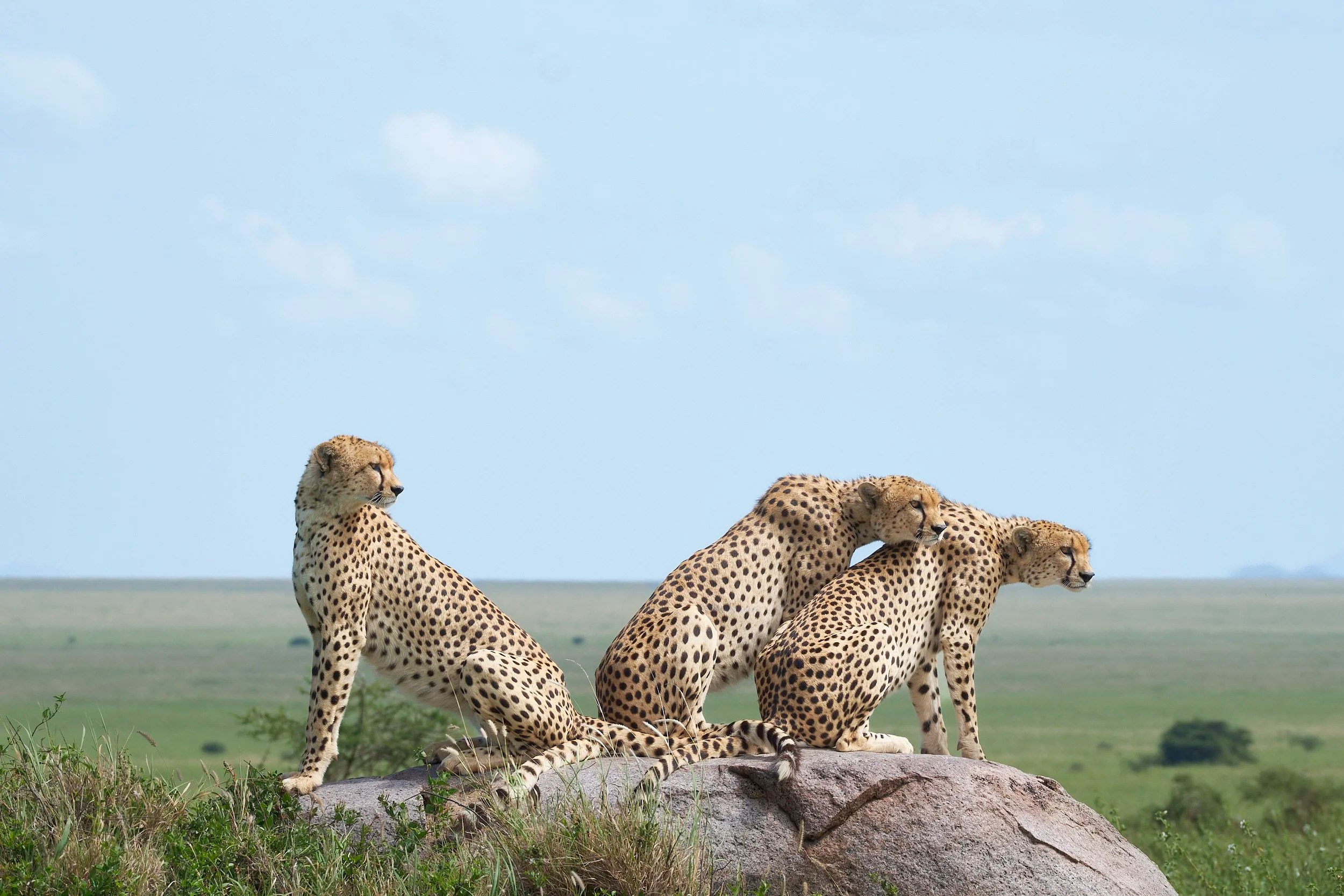 Cheetah, Northern Serengeti, Tanzania