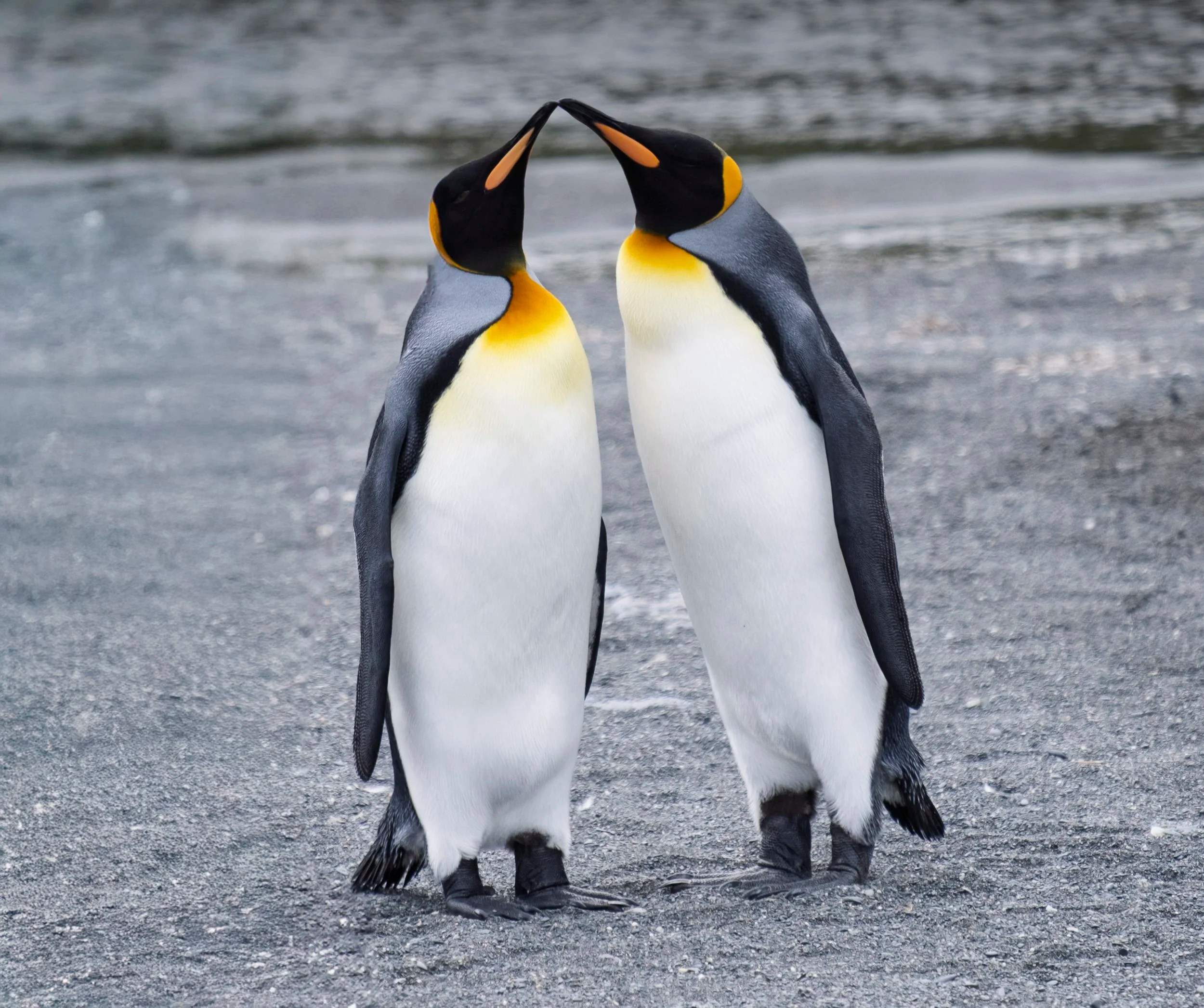 King Penguins, South Georgia