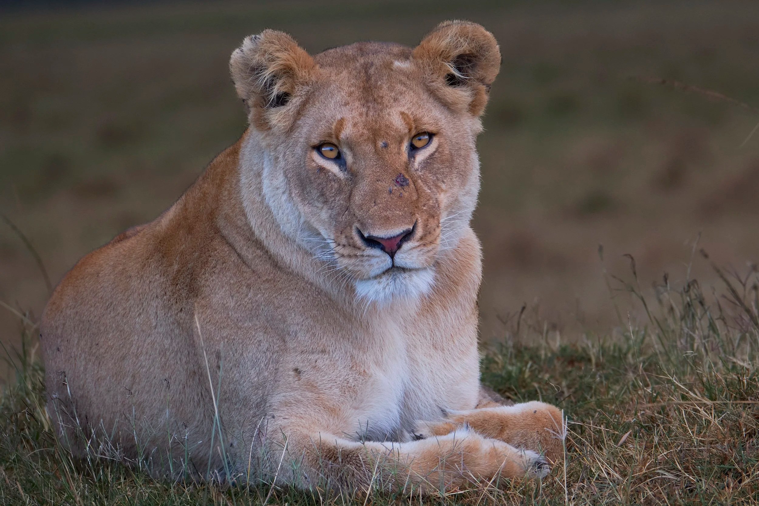 Lioness, Masai Mara, Kenya