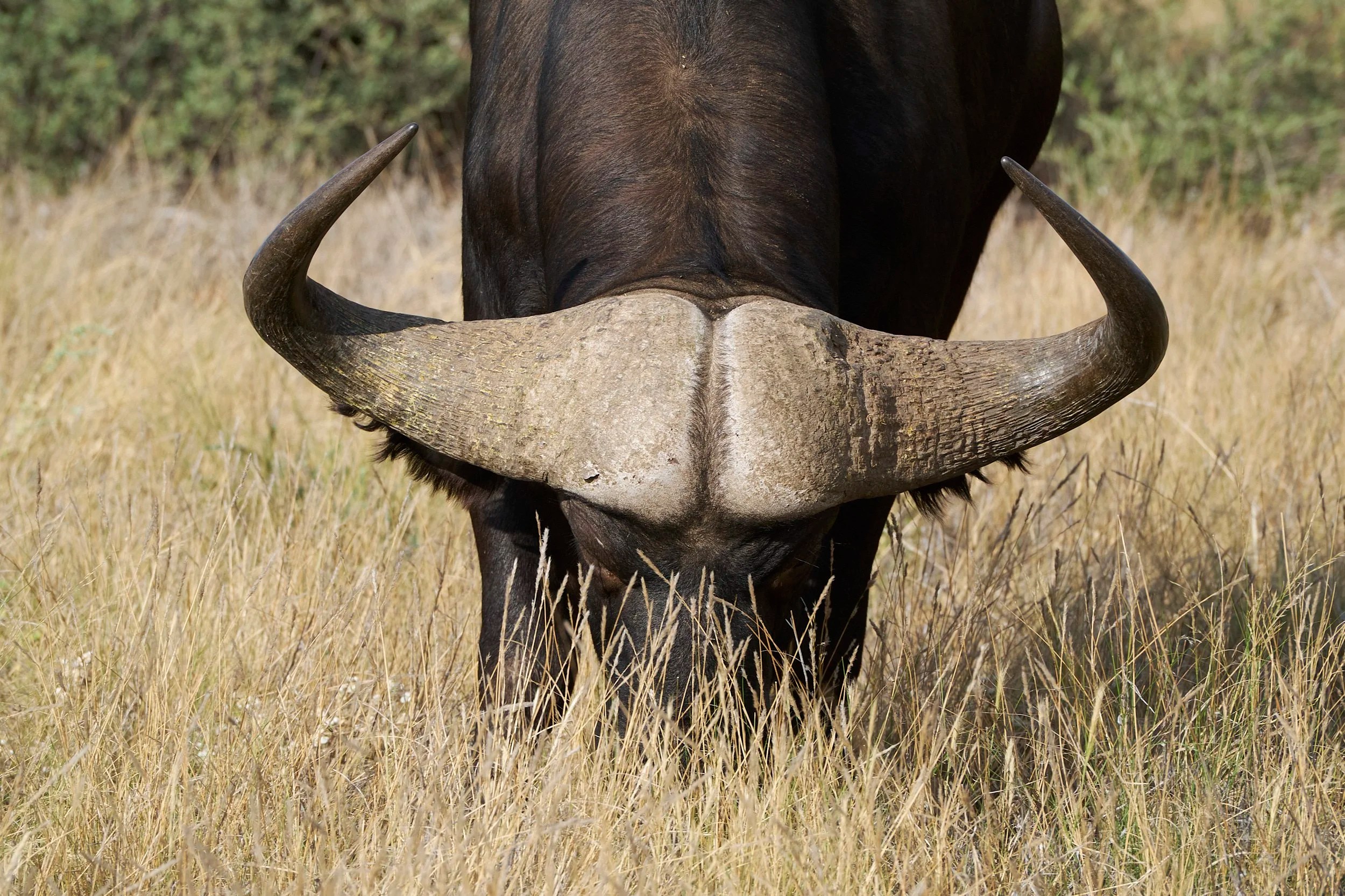 Cape Buffalo, Masai Mara, Kenya
  W01 