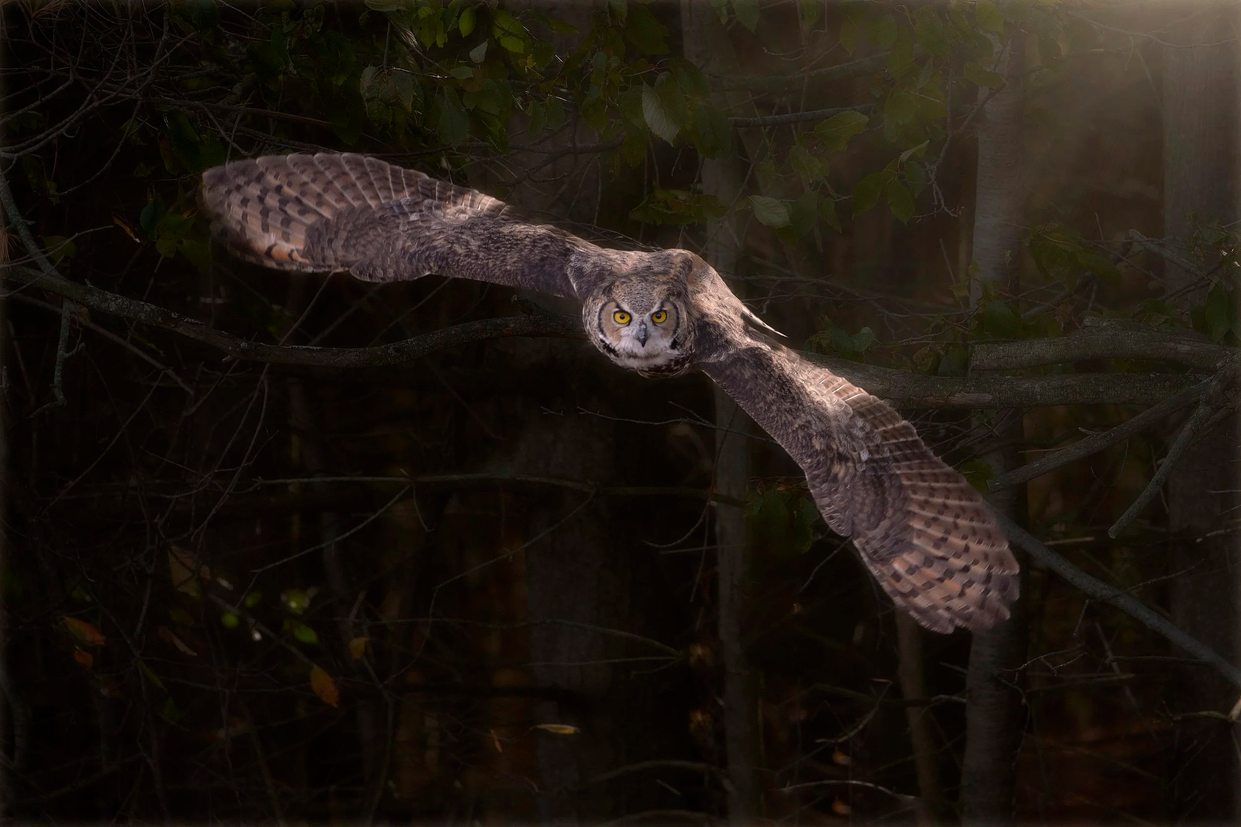 Great Horned Owl, Ontario, Canada