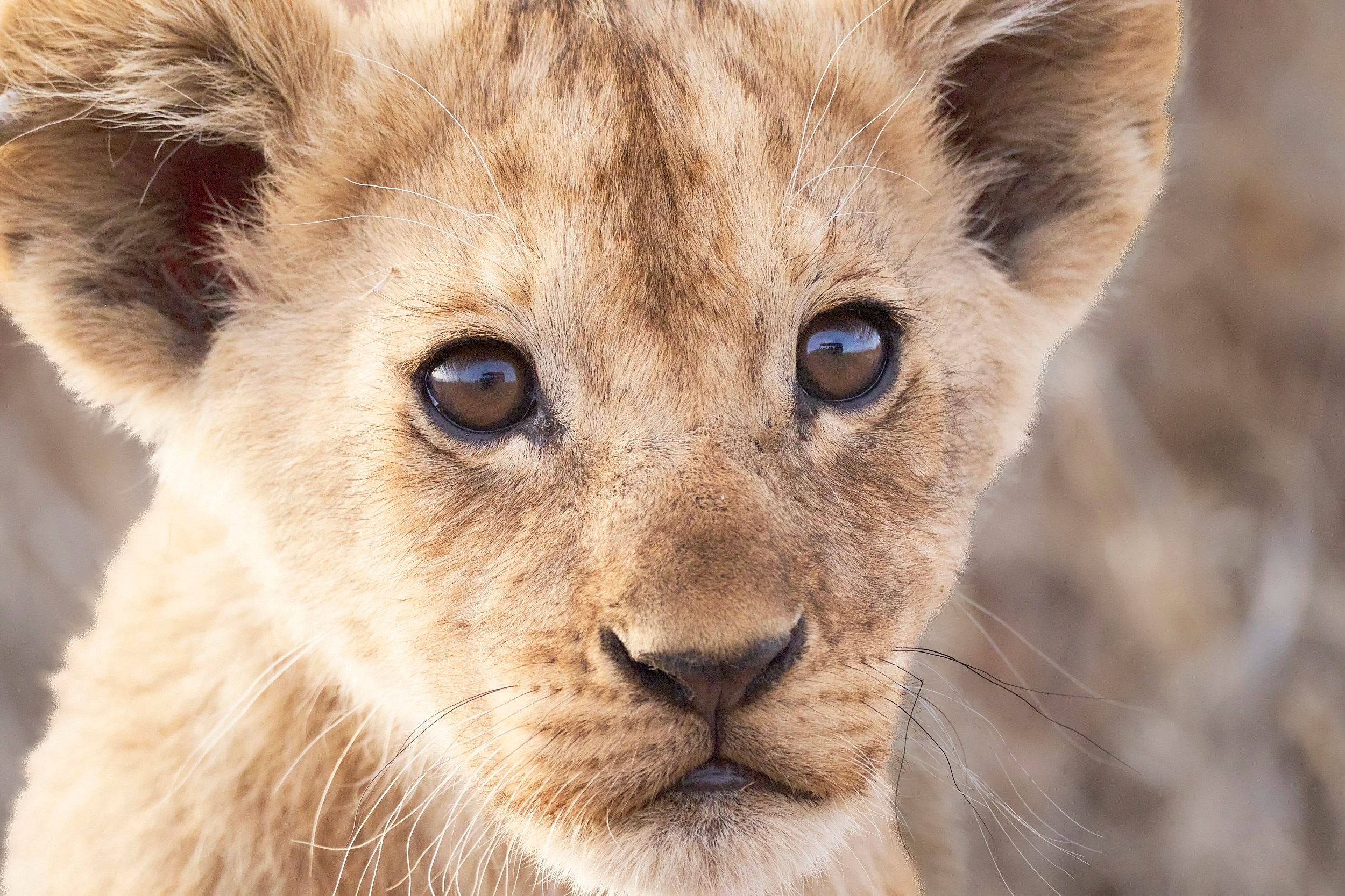 Lion Cub, Namiri Plains, Tanzania