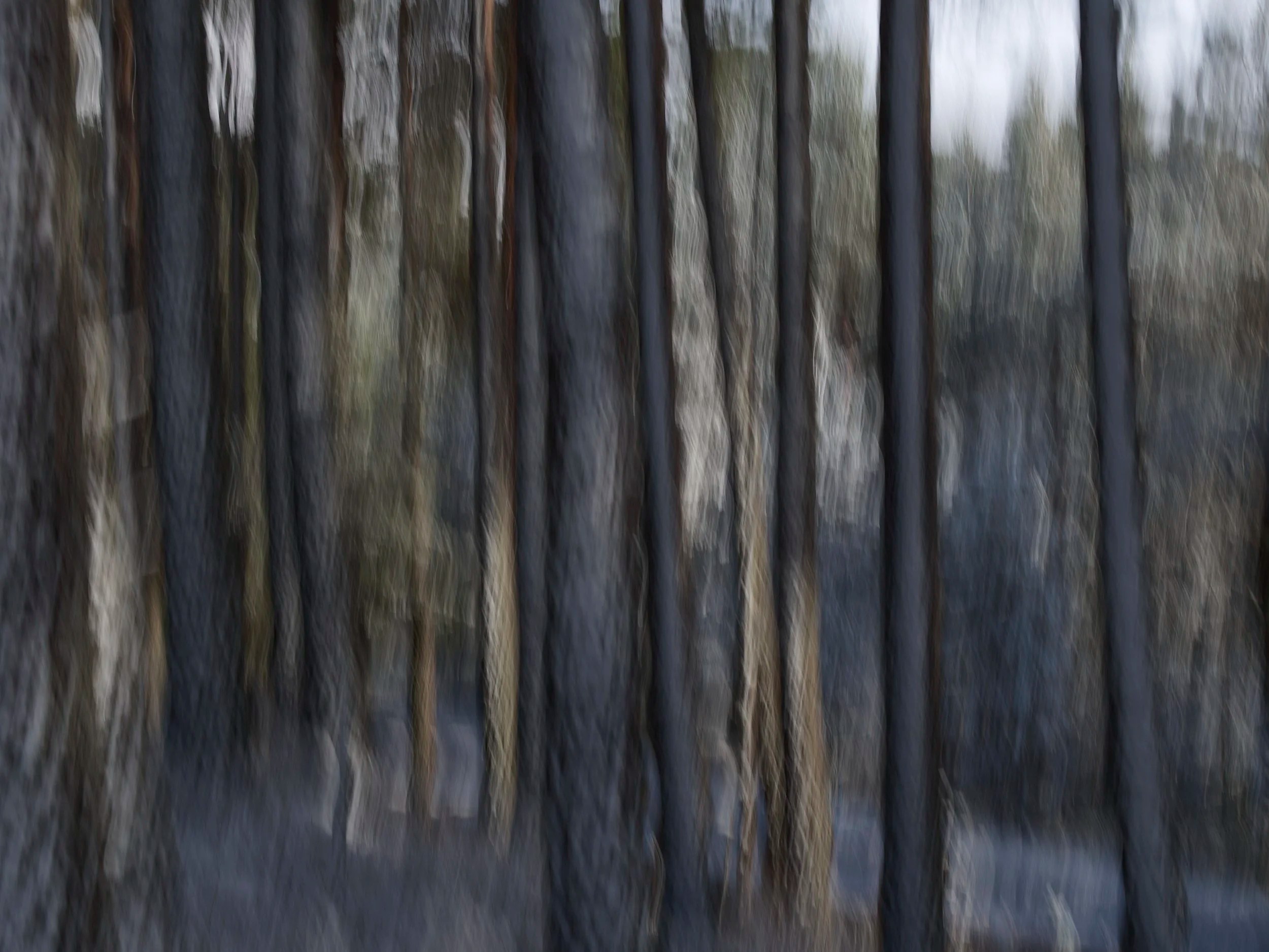 Can't see the fotest for the trees 1.jpg