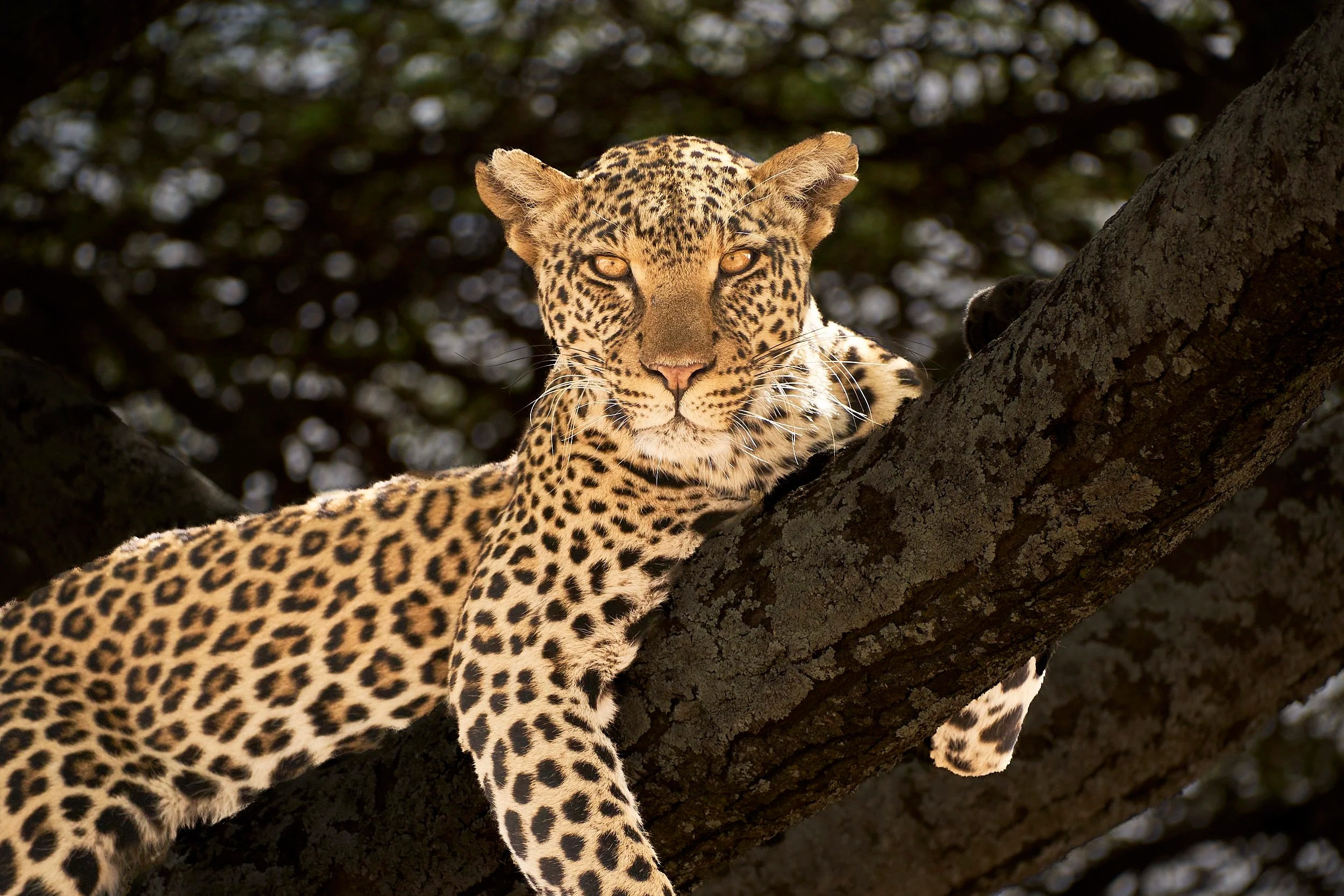 Leopard, Northern Serengeti, Tanzania