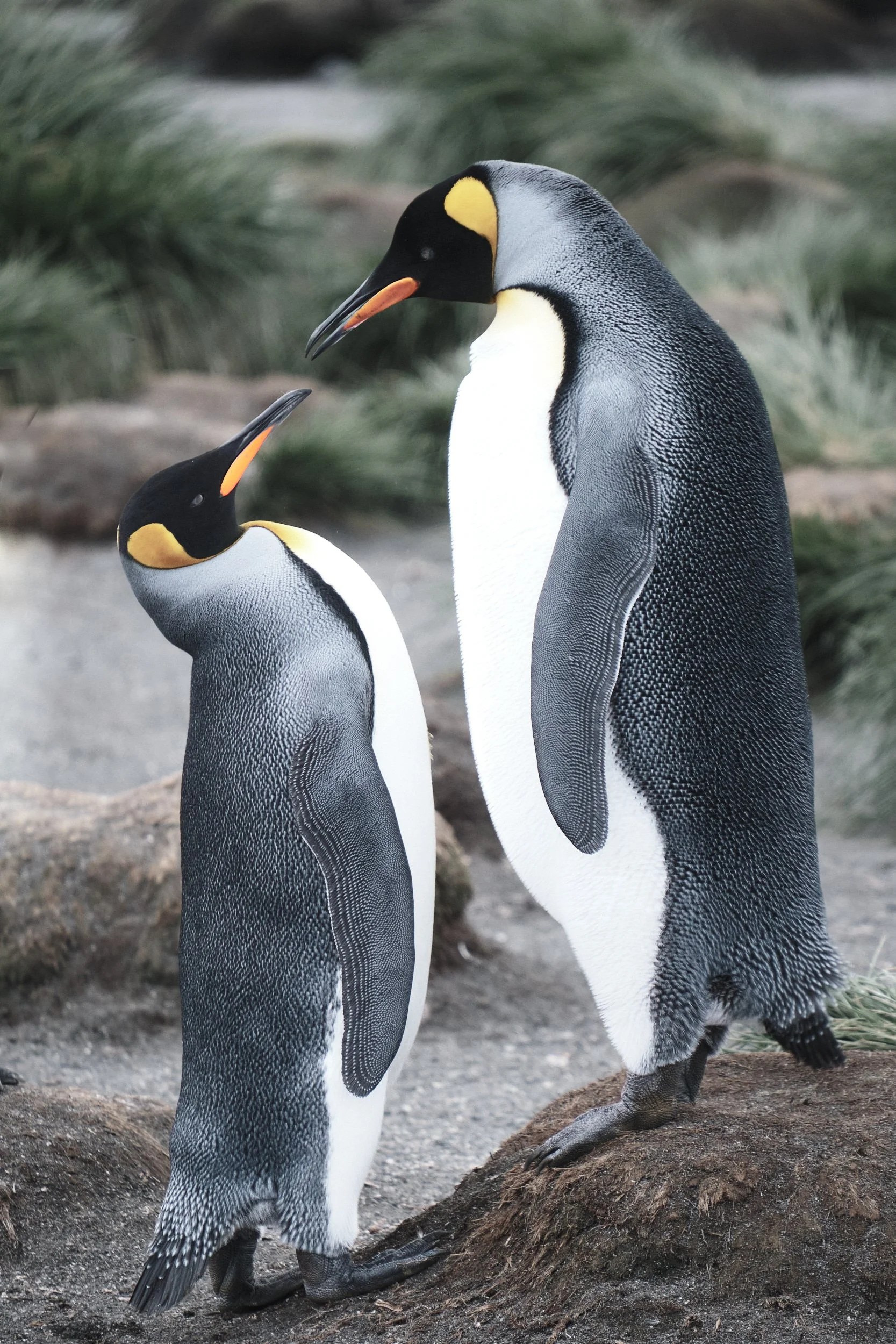 King Penguins, South Georgia