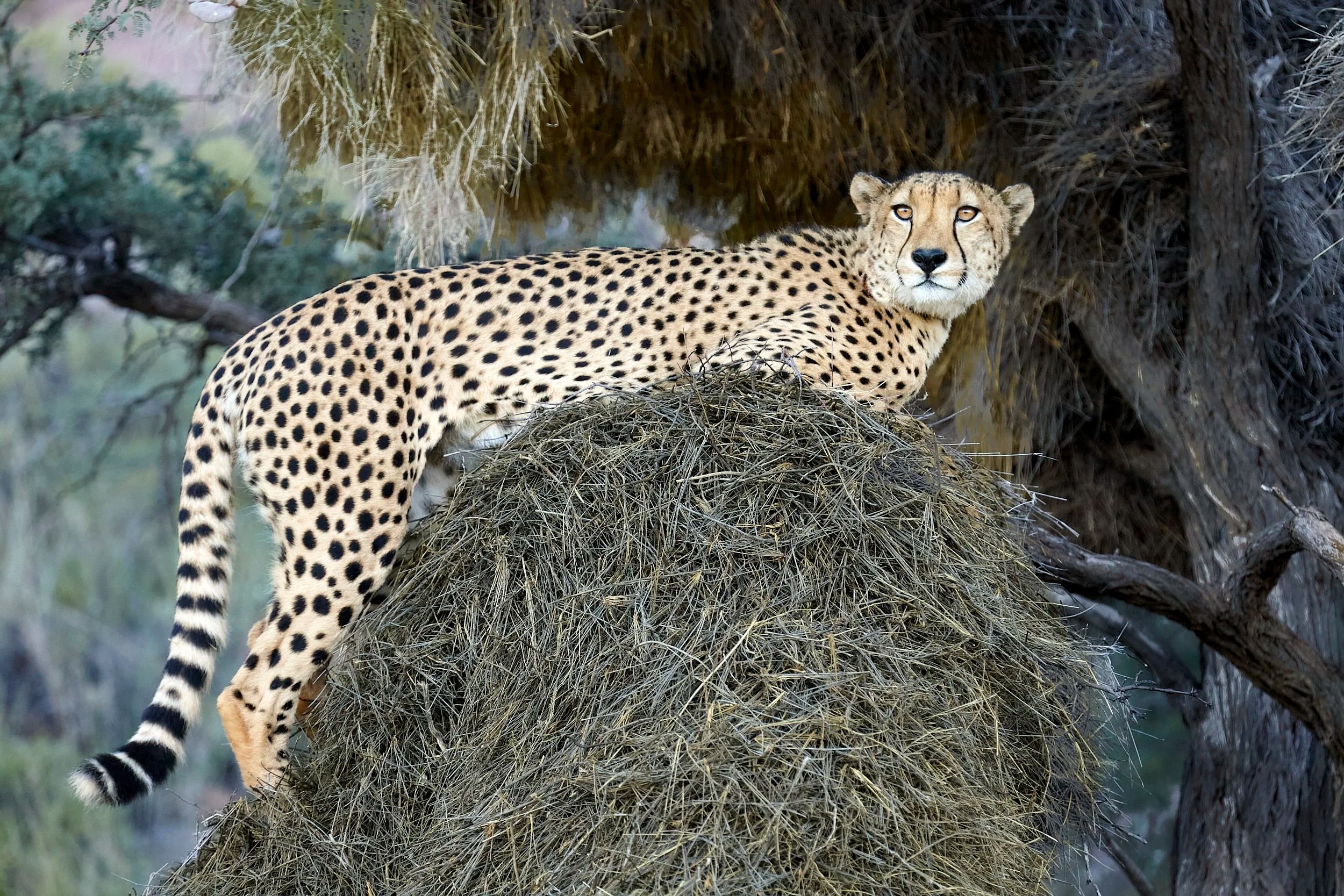 Cheetah, Kalahari, South Africa