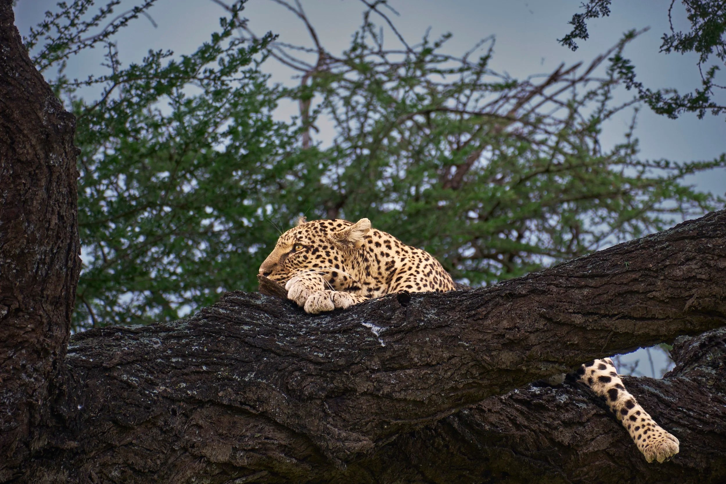 Female Leopard, Northern Serengeti, Tanzania