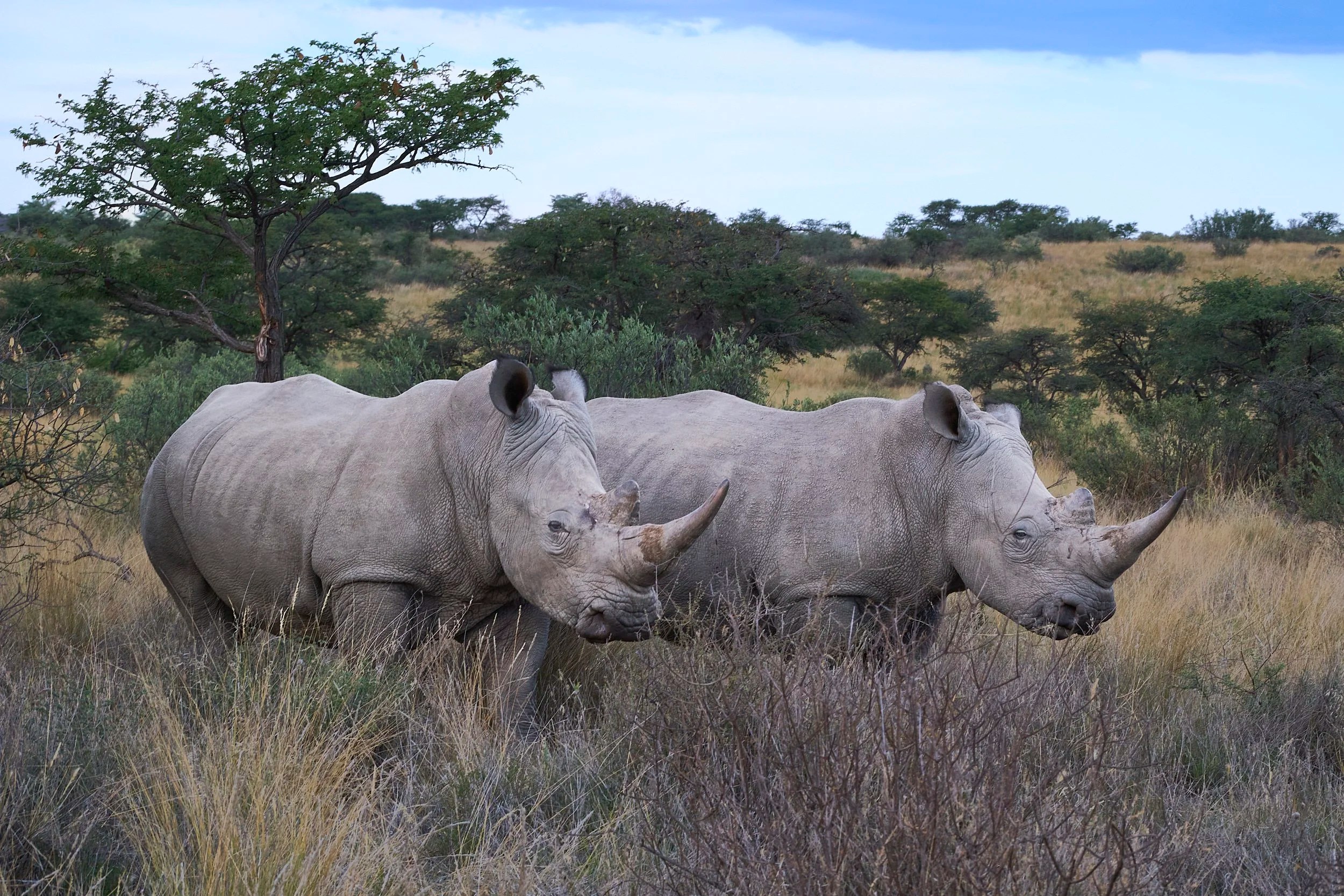 White Rhino, No Location Disclosed, South Africa