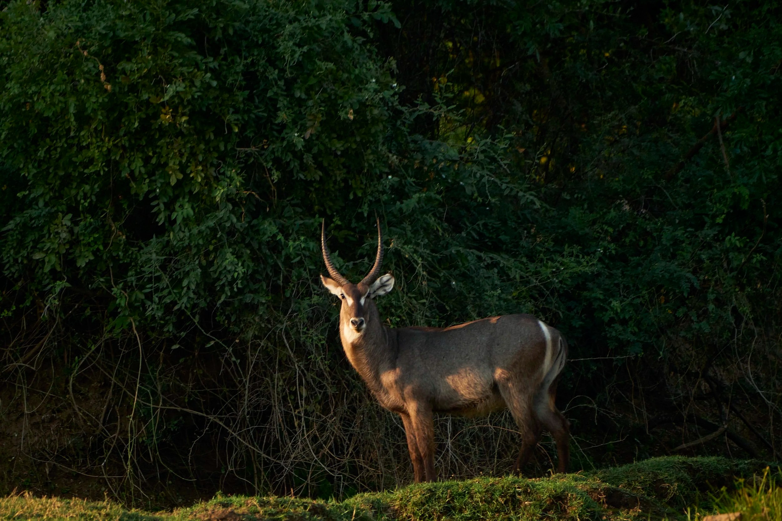 Waterbuck, Zambezi River, Zambia