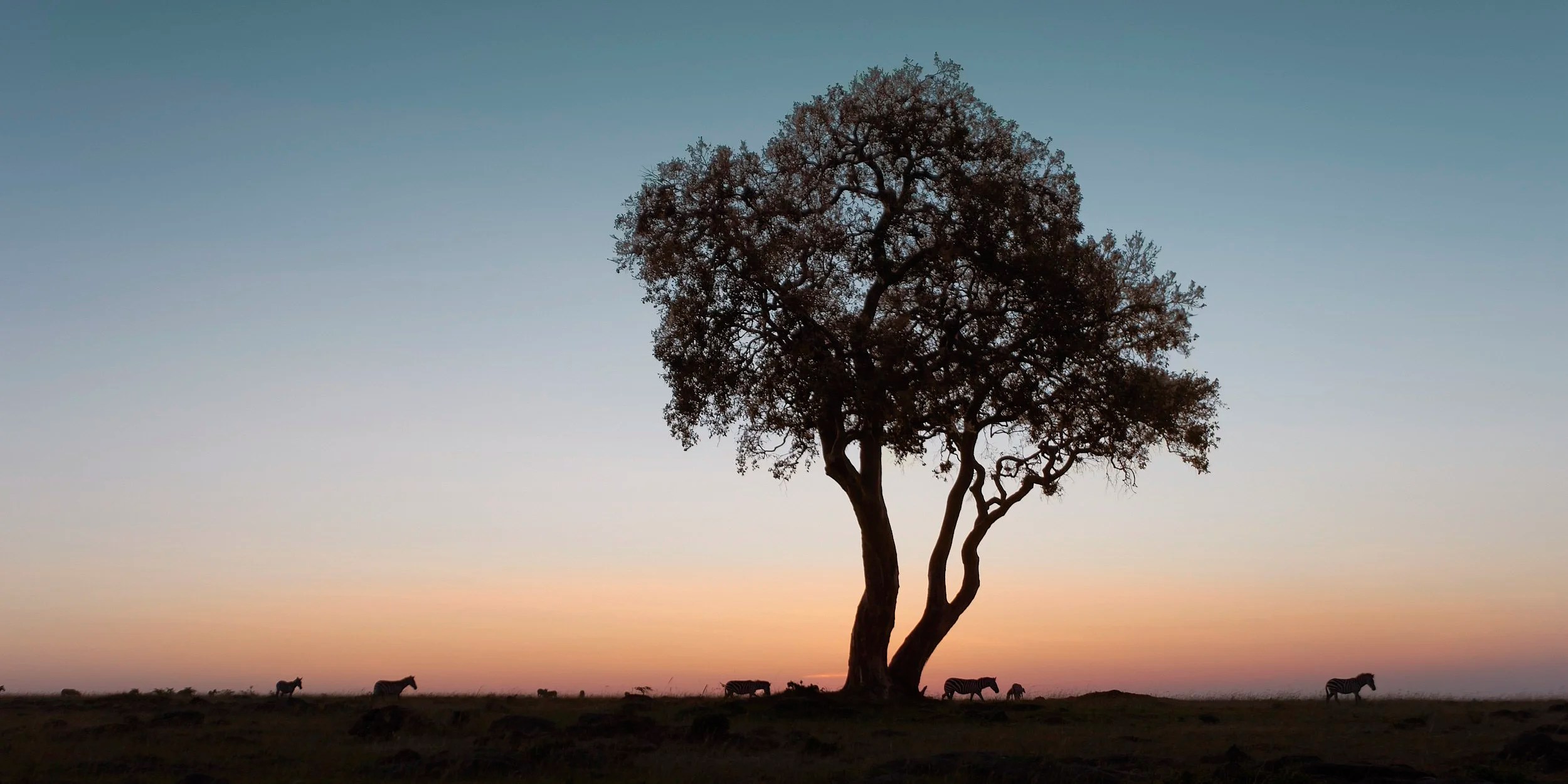 zebra sunrise T203312.jpg