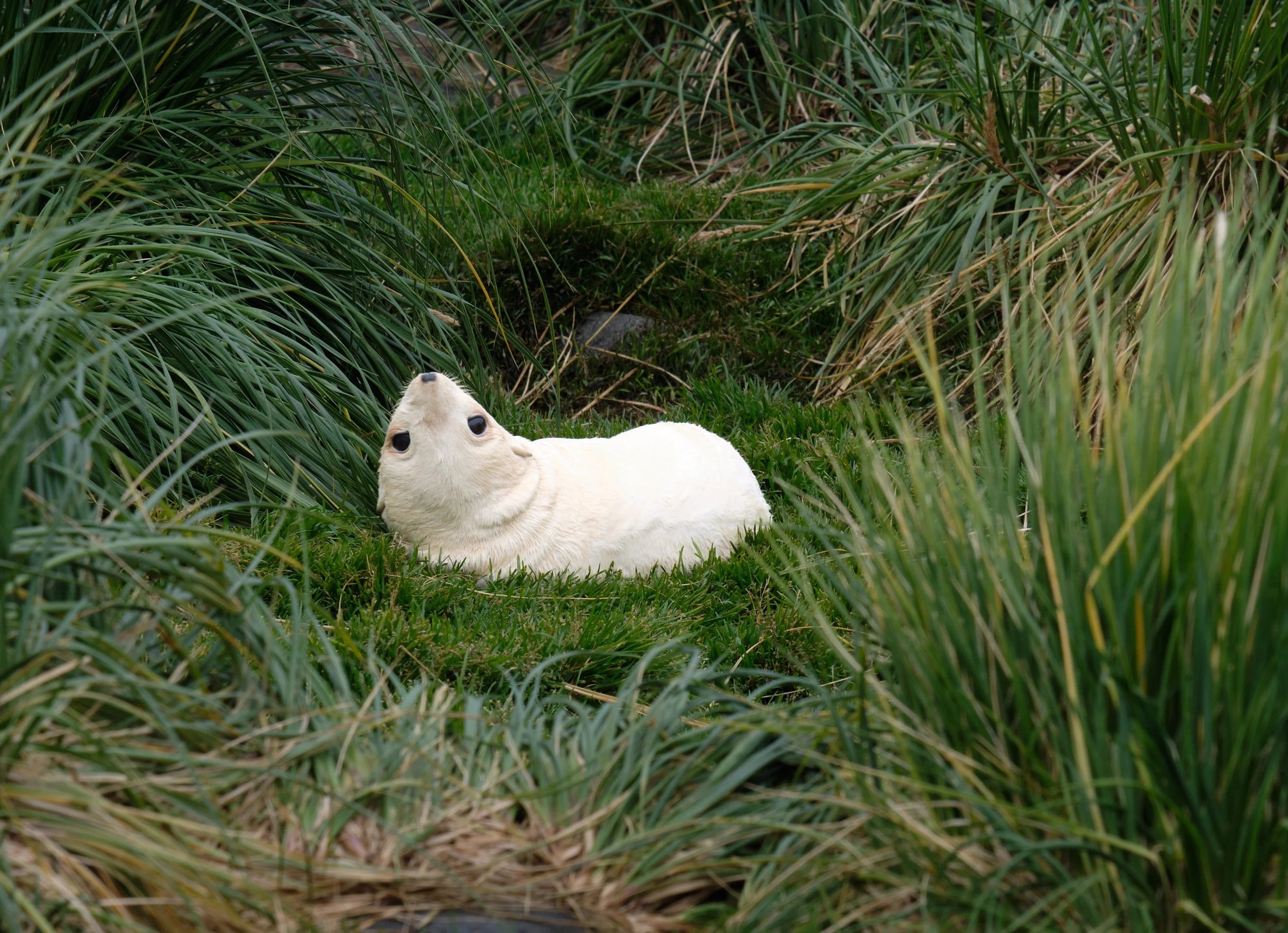 Baby Fur Seal, South Georgia