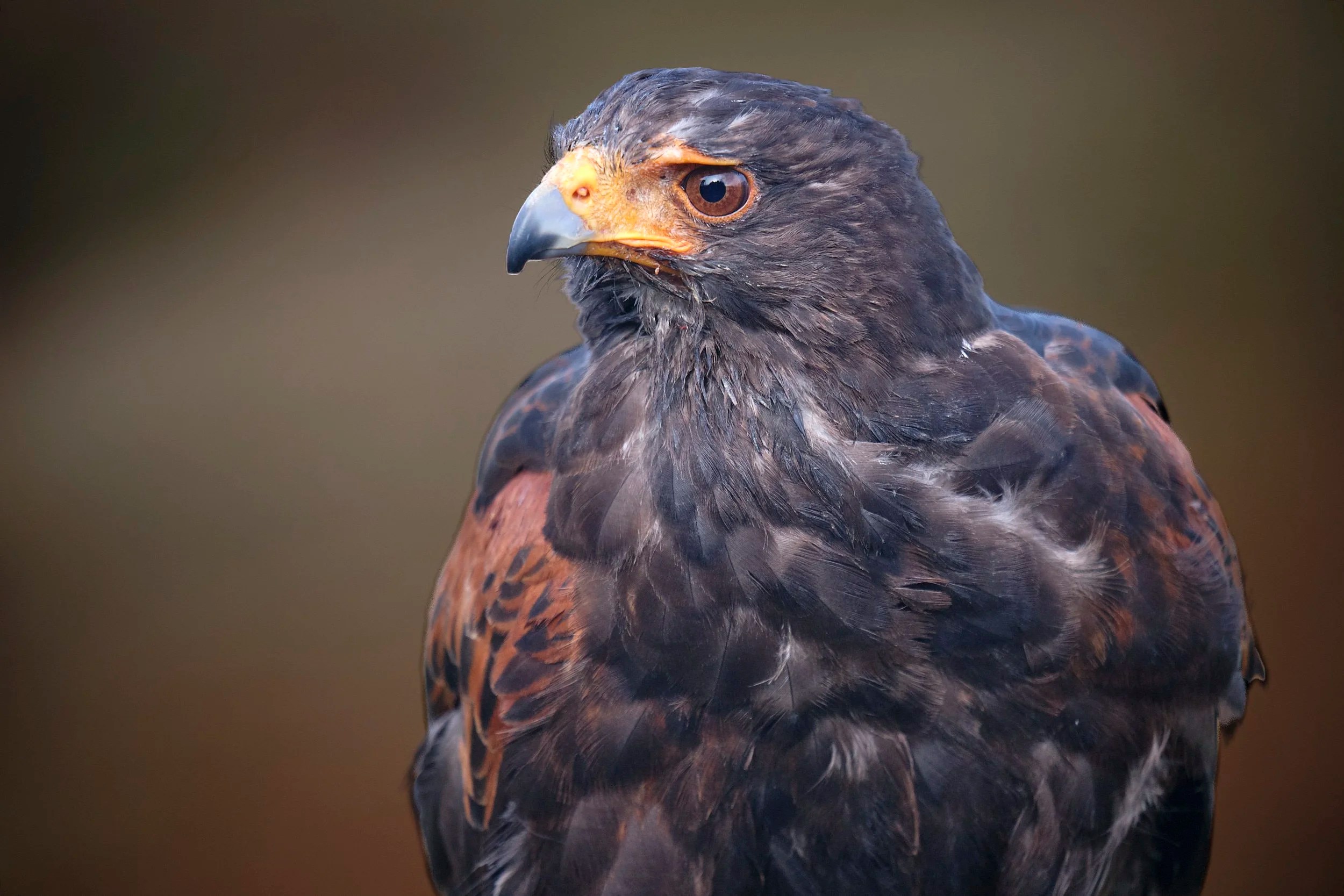 Harris Hawk, Scottish Highlands