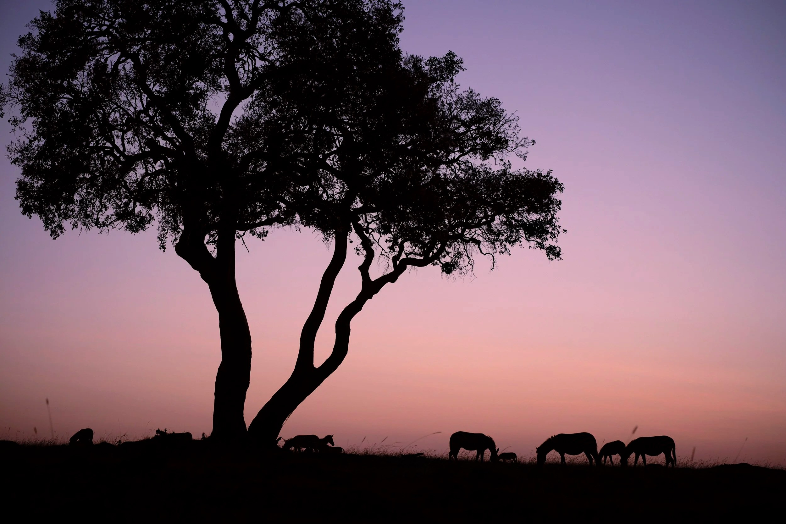 Zebra Sunrise, Masai Mara, Kenya