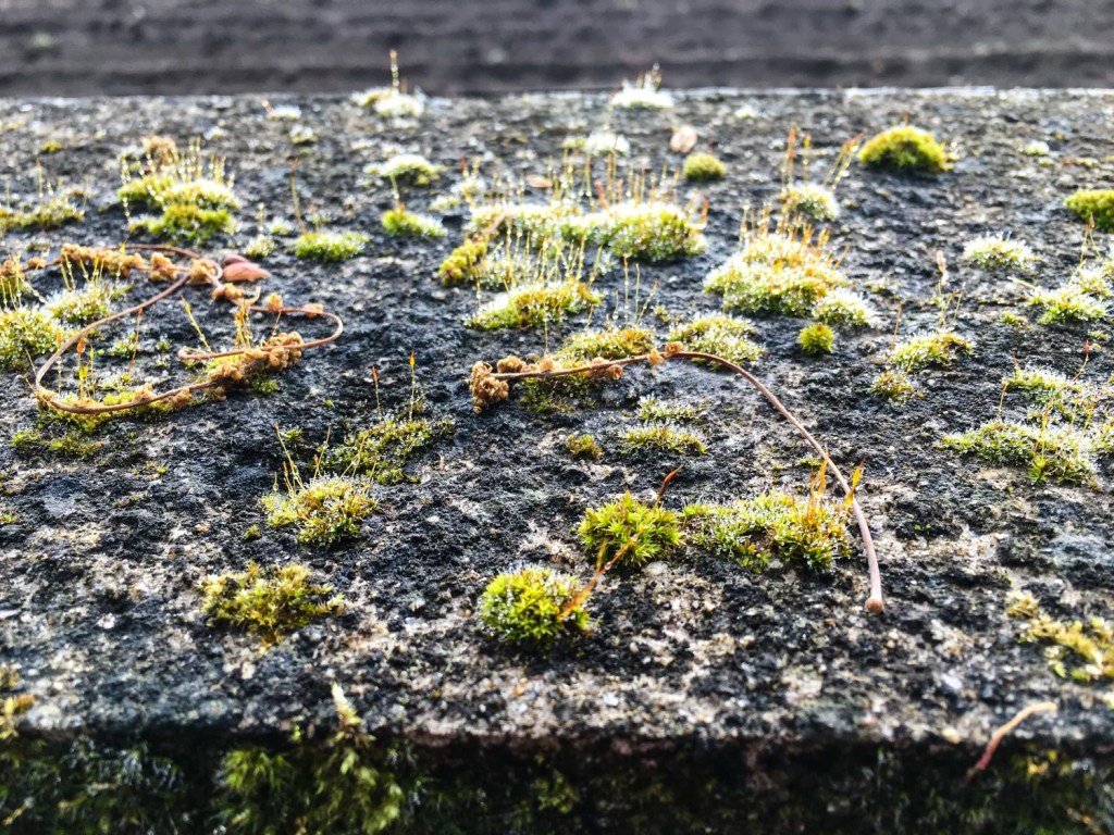 Camino – Days 4 &&nbsp;5