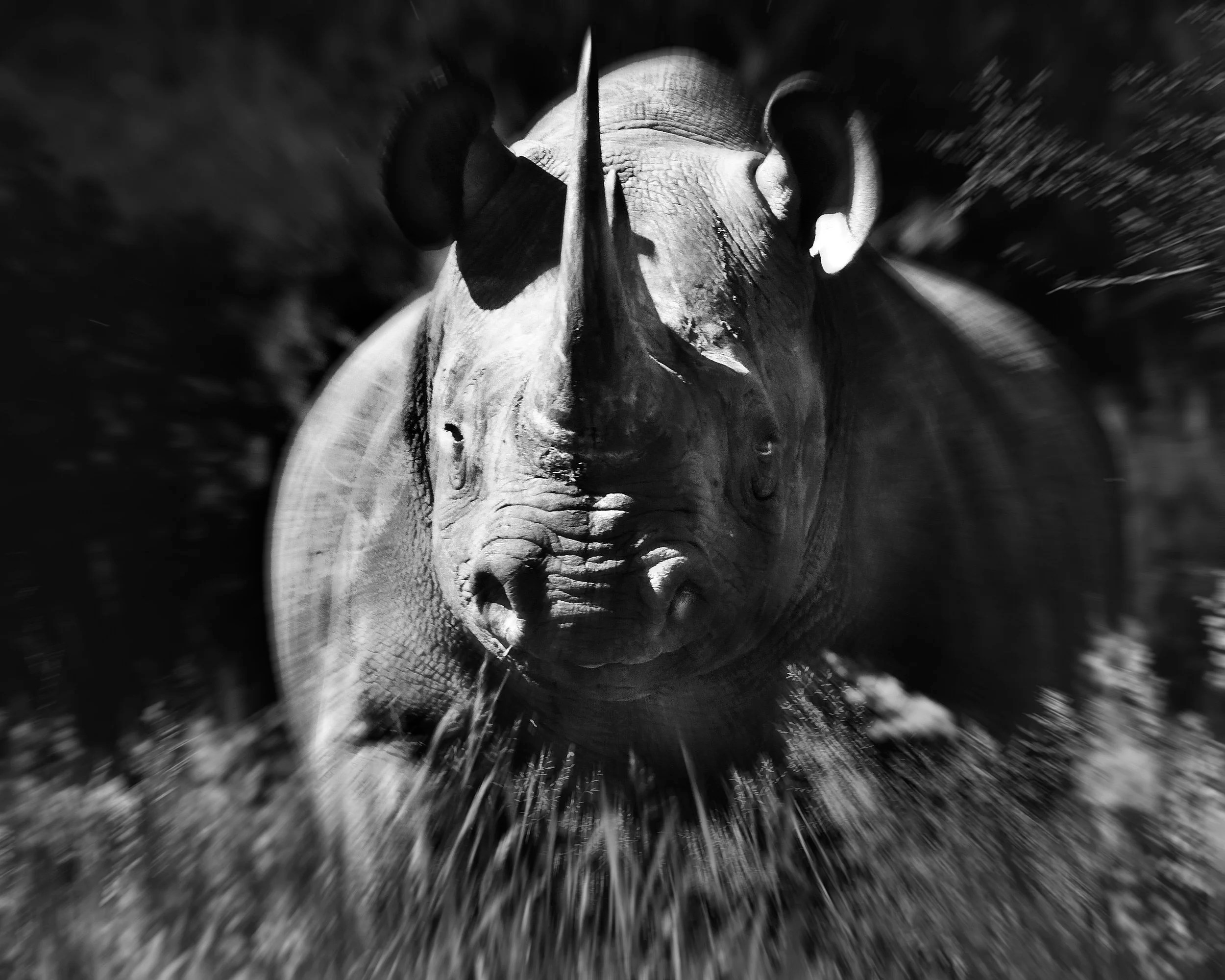 Black Rhino, No Location Disclosed, South Africa
