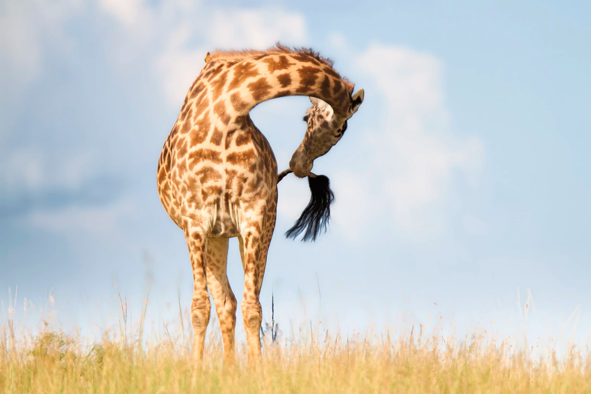 Giraffe, Masai Mara, kenya