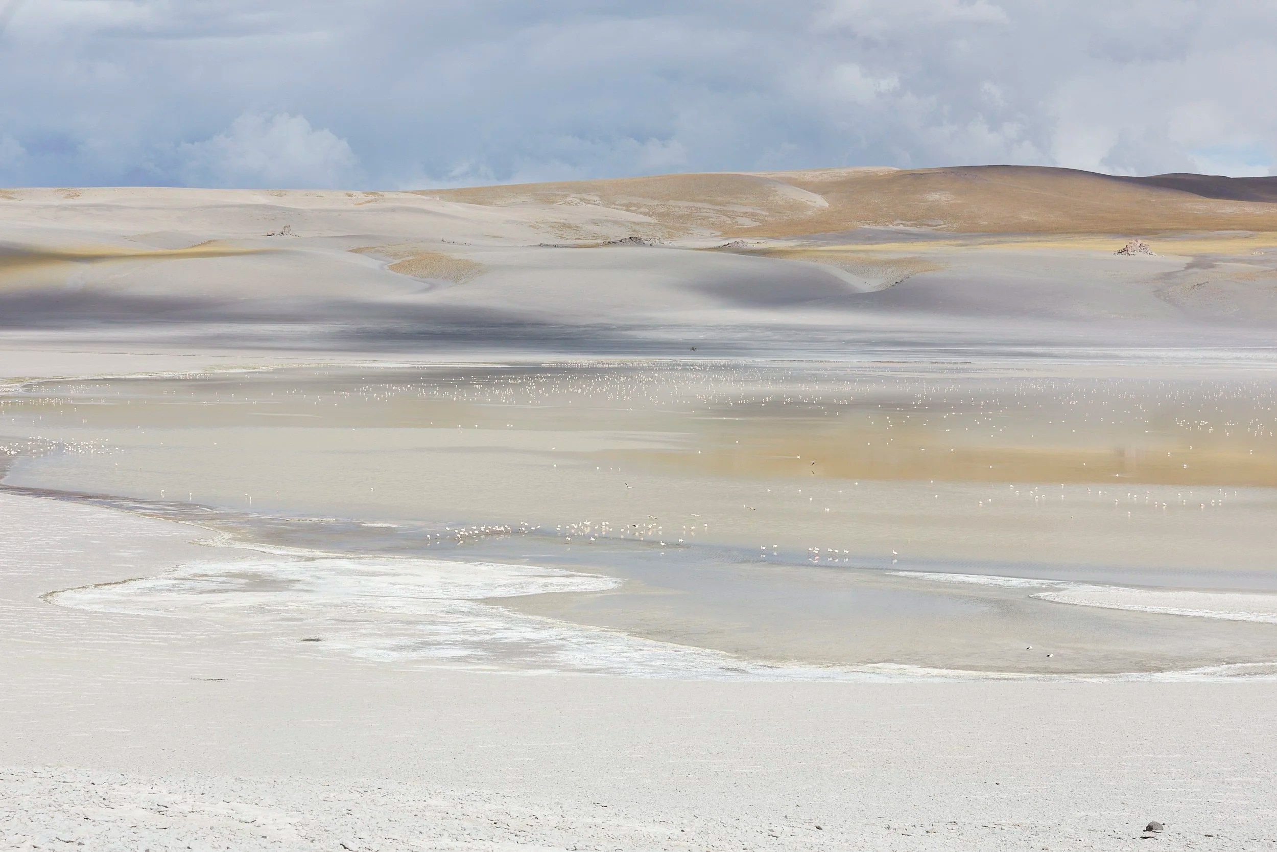 Salt Lake & Flamingos at 5000 metres, Puna, Argentian Andes