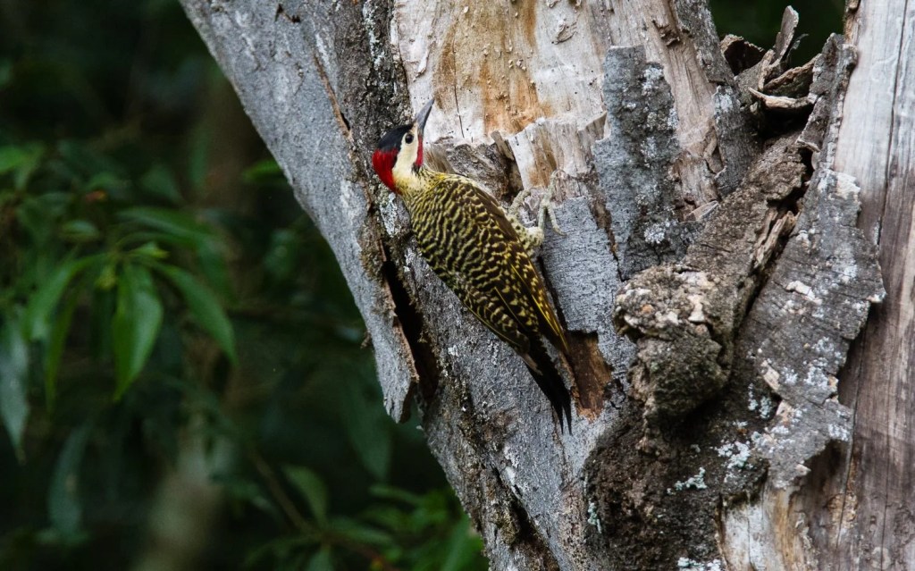 Posadas – Day&nbsp;5